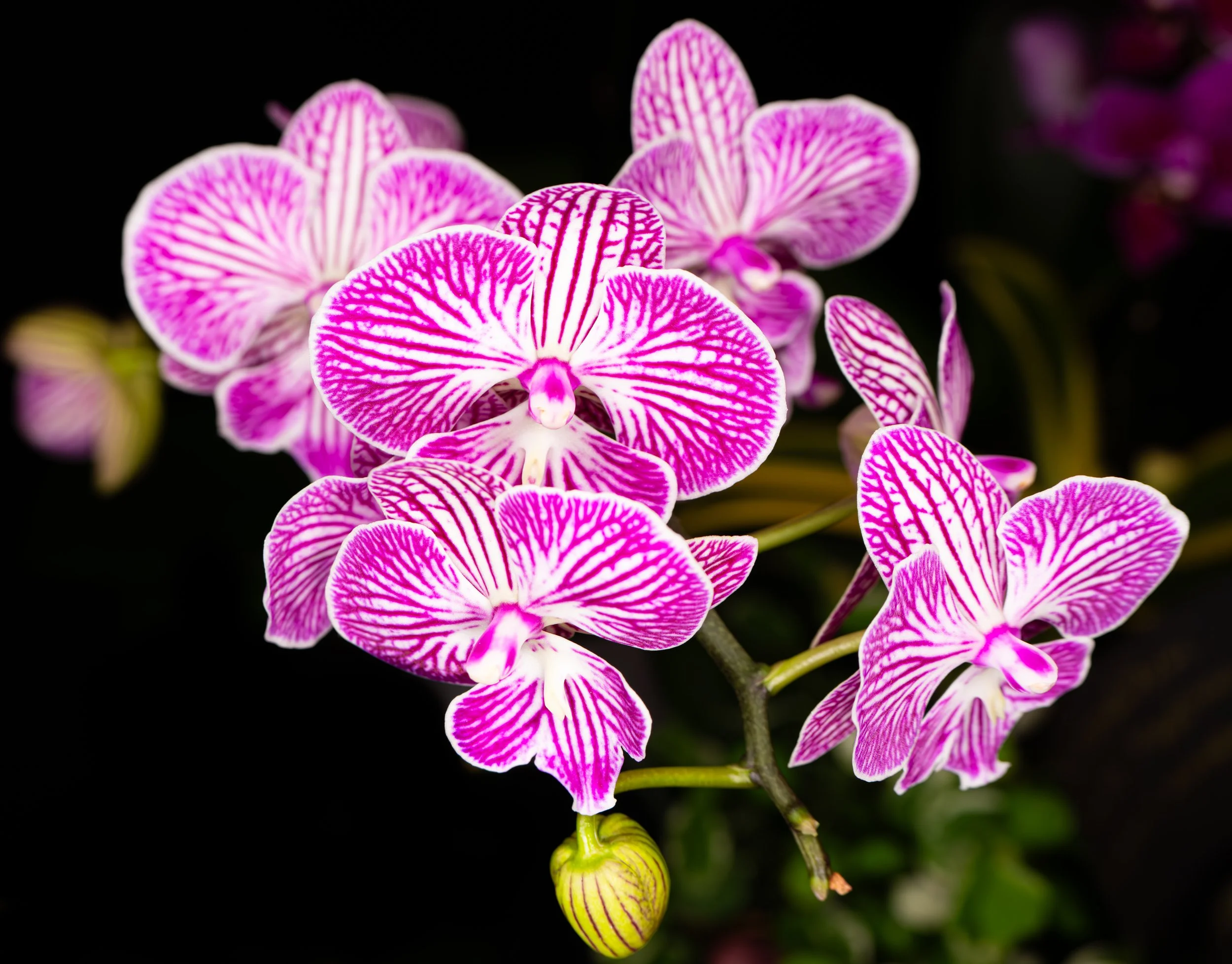 Orchids057.jpg