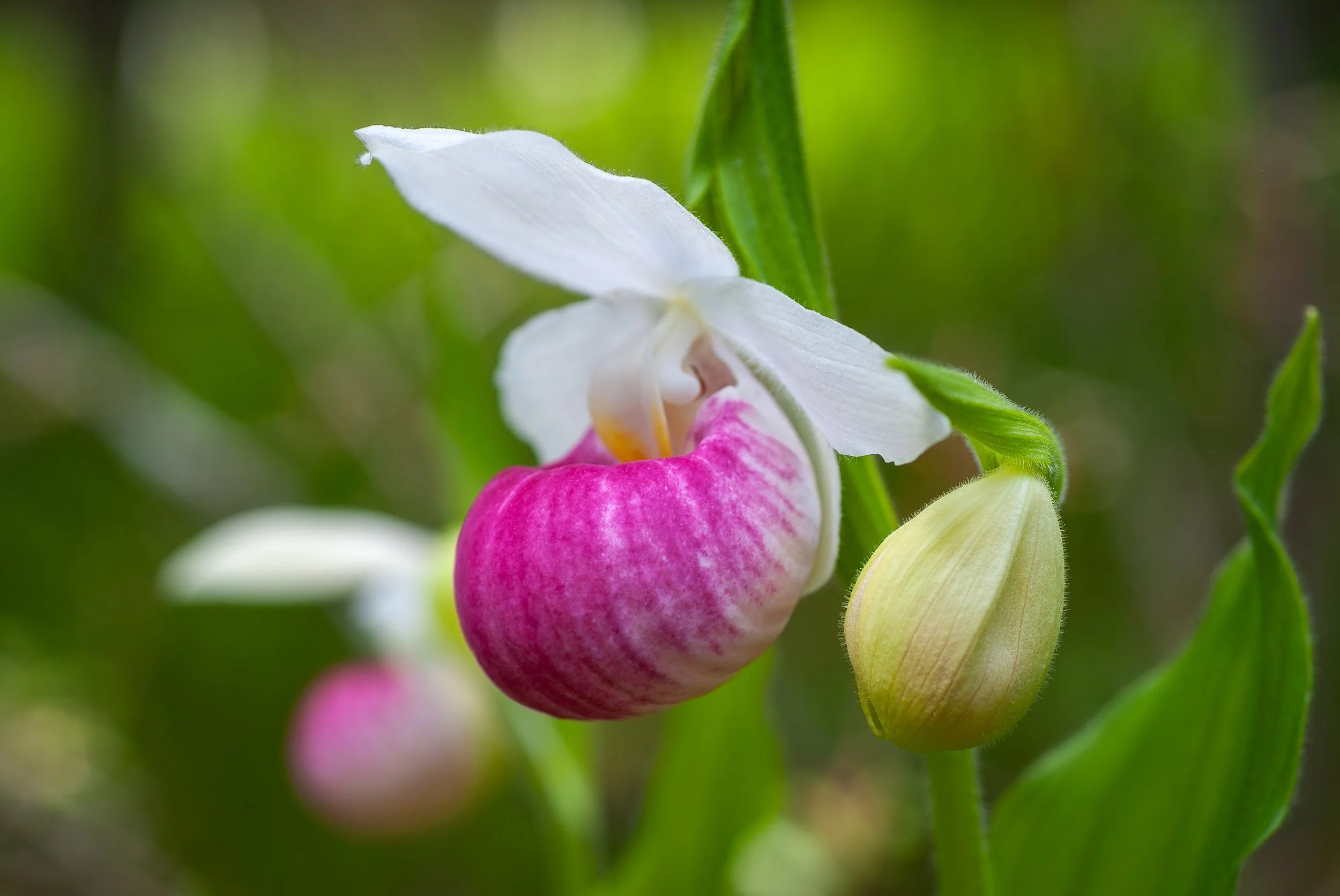 orchids067.jpg