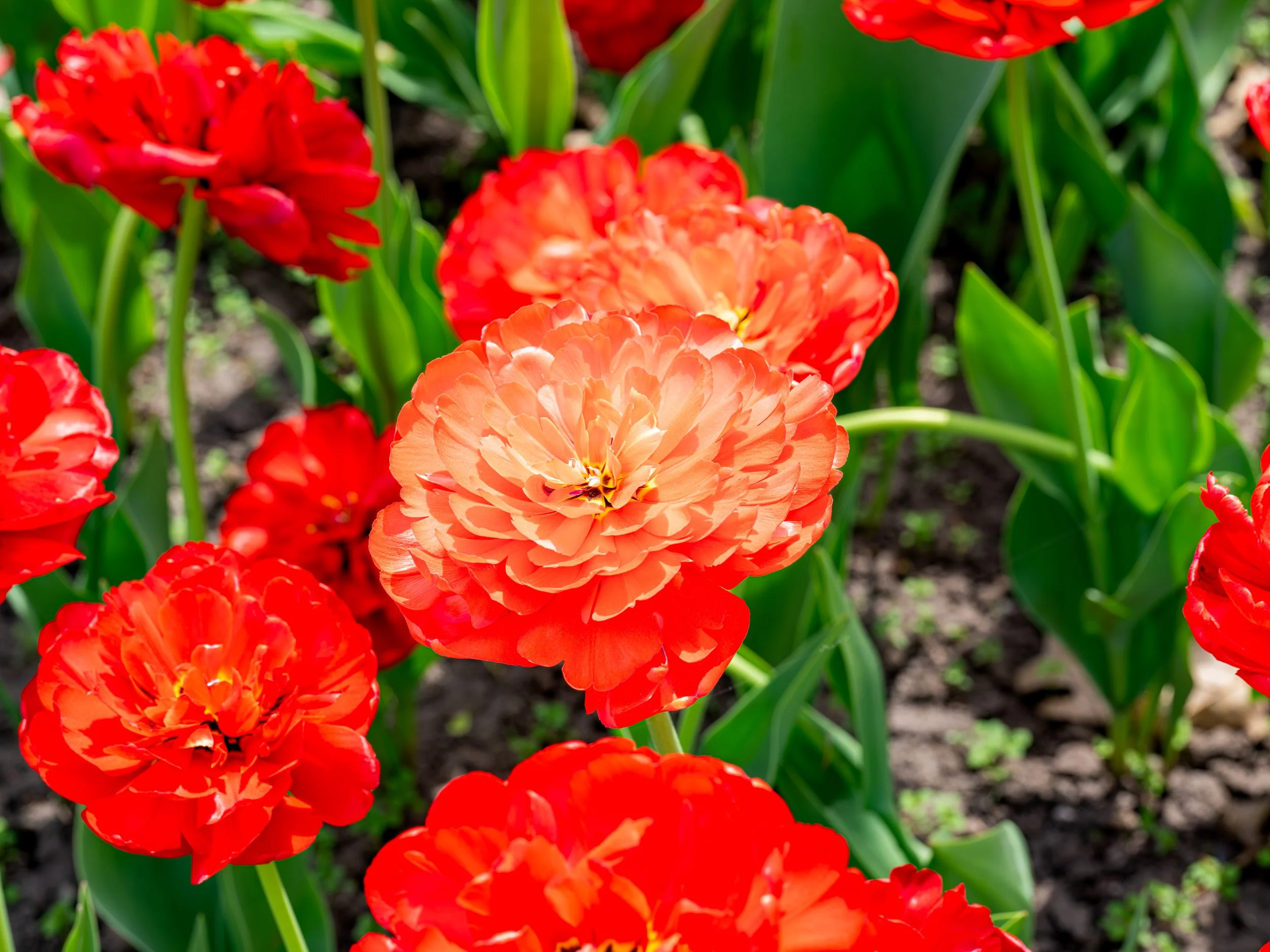 Ottawa Tulip Festival011.jpg