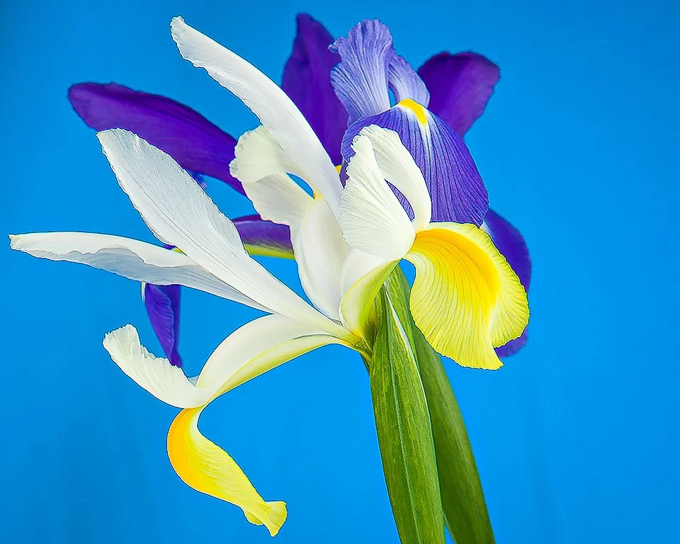 07Apr13 Flowers-230-Edit-2-Edit.jpg