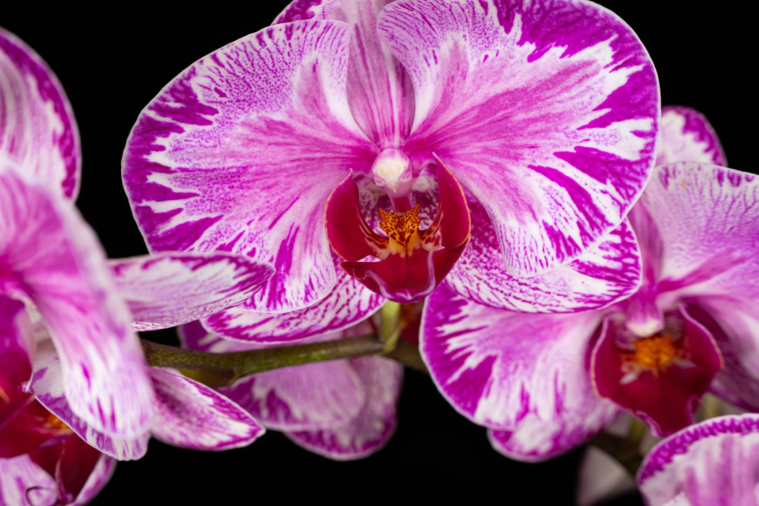 Orchids032.jpg