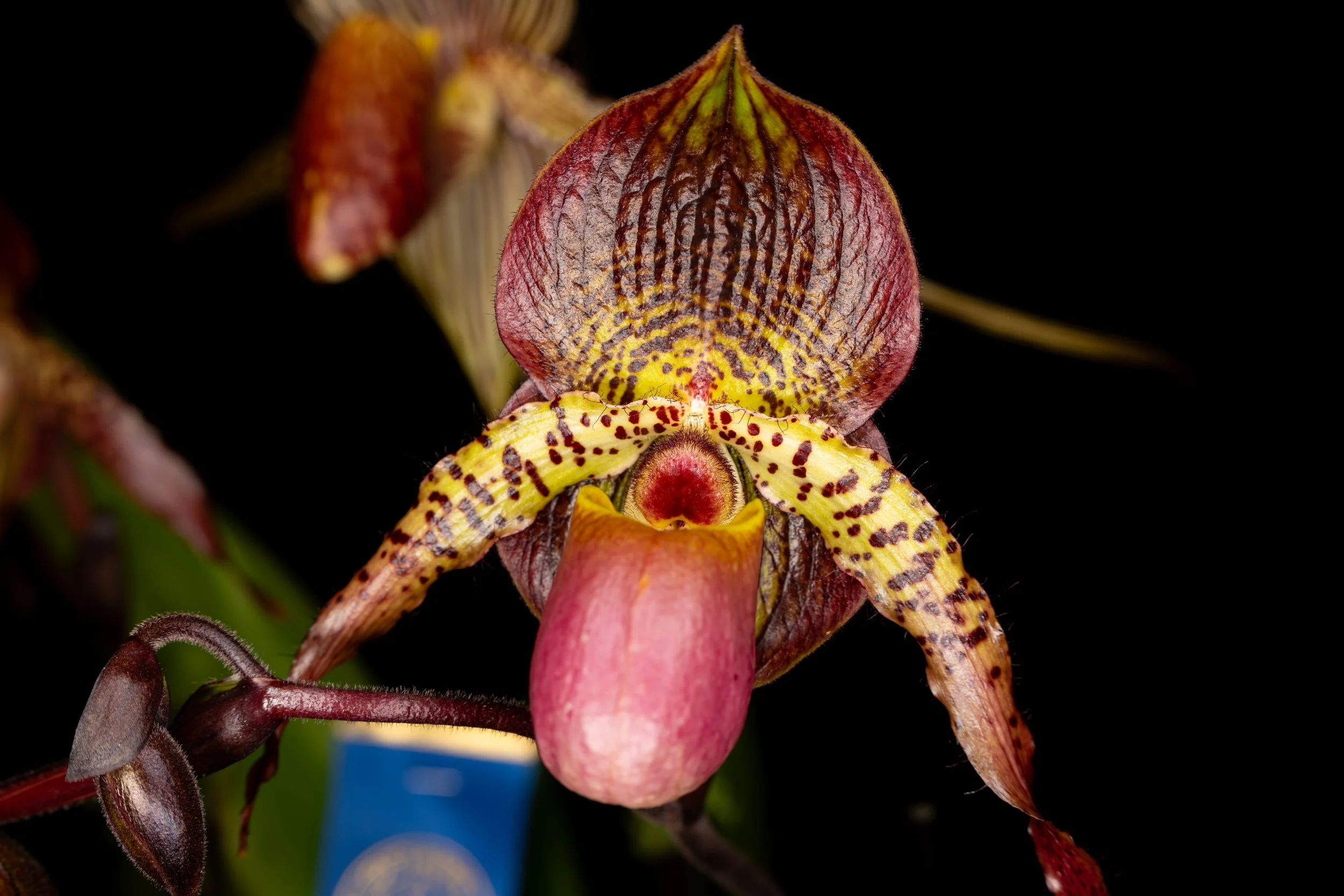 Orchids023.jpg