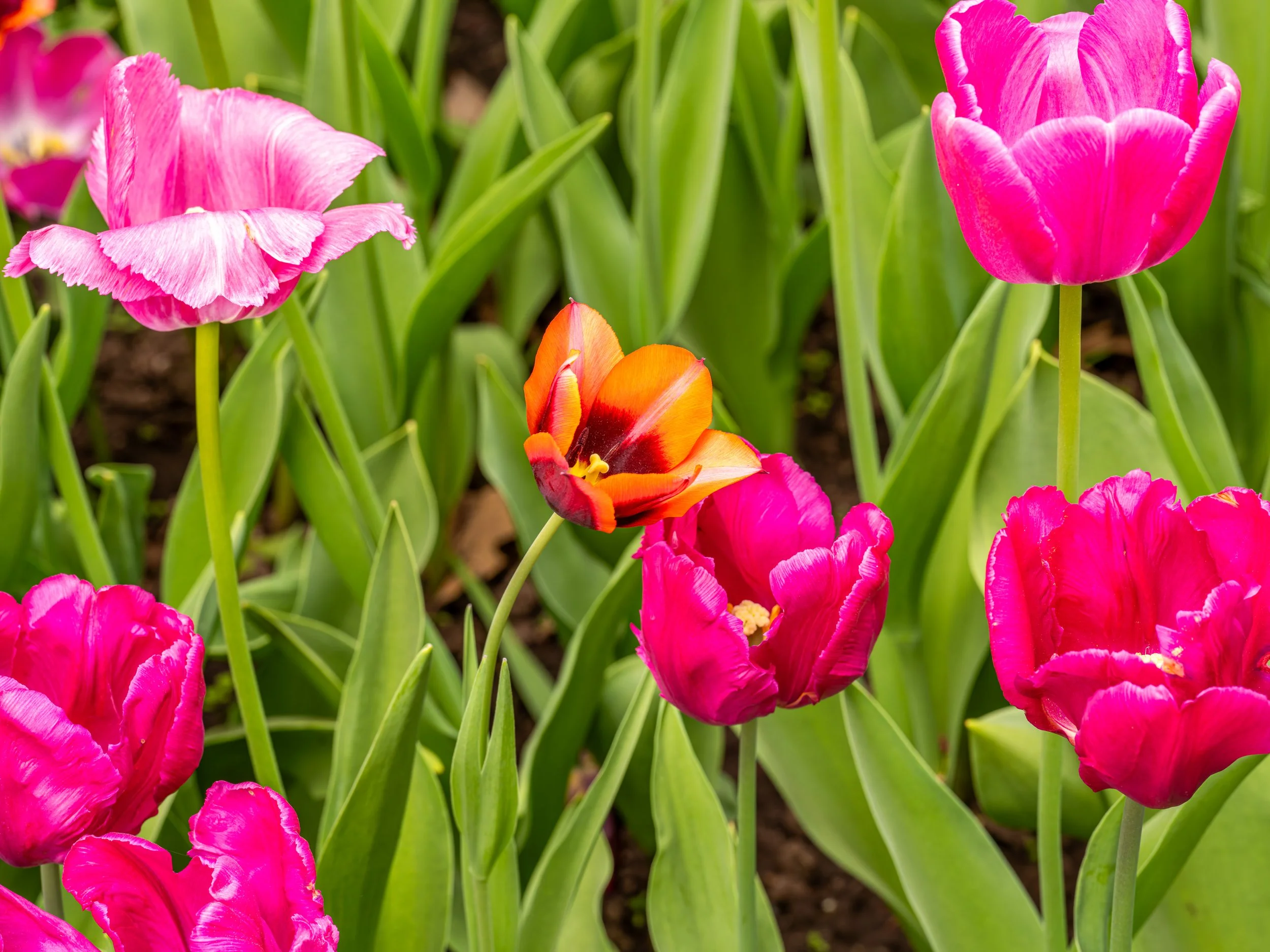 Ottawa Tulip Festival031.jpg
