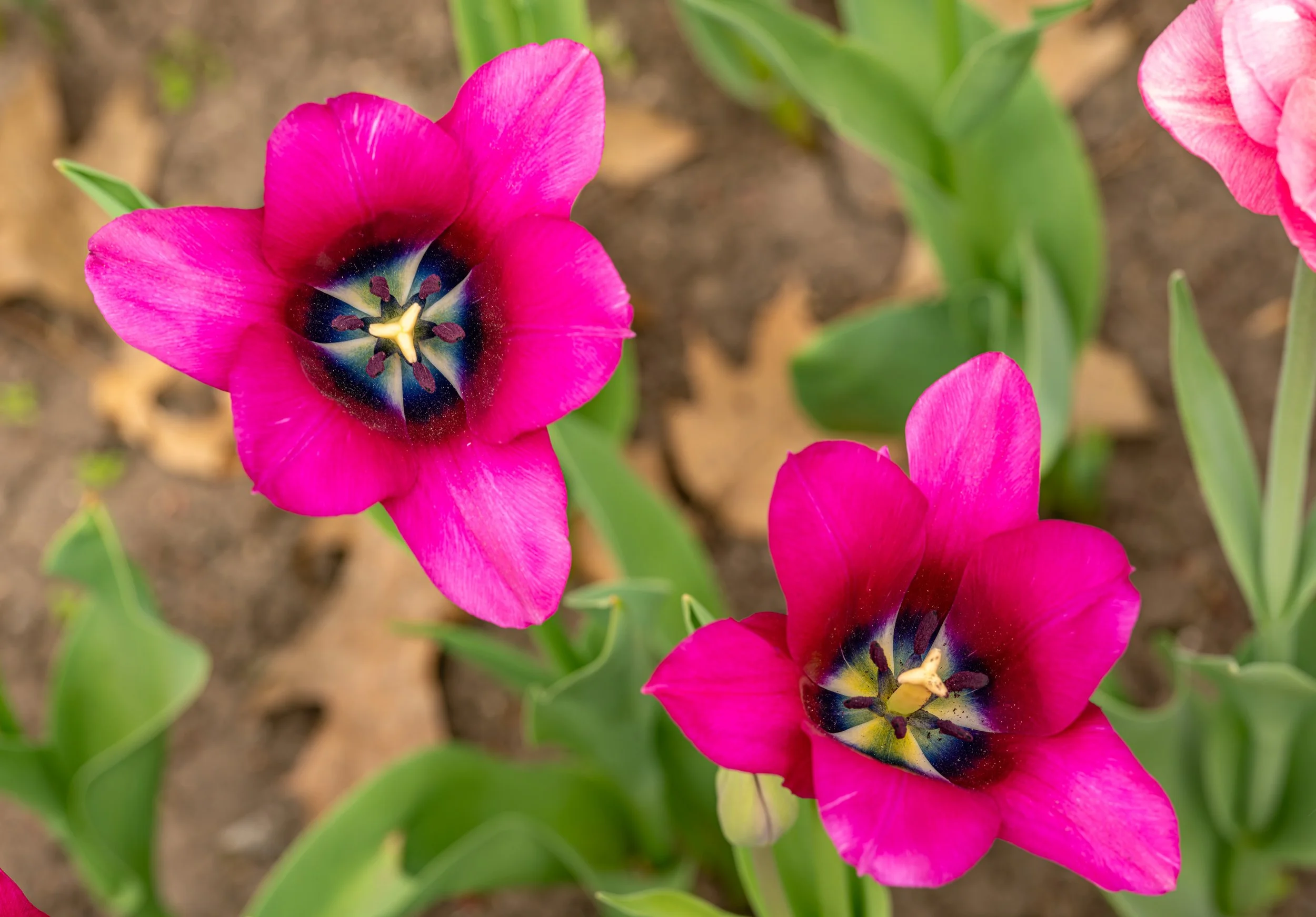 Ottawa Tulip Festival027.jpg