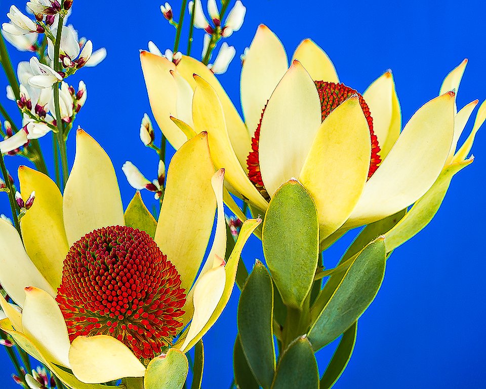 07Apr13 Flowers-208-Edit-2-Edit.jpg