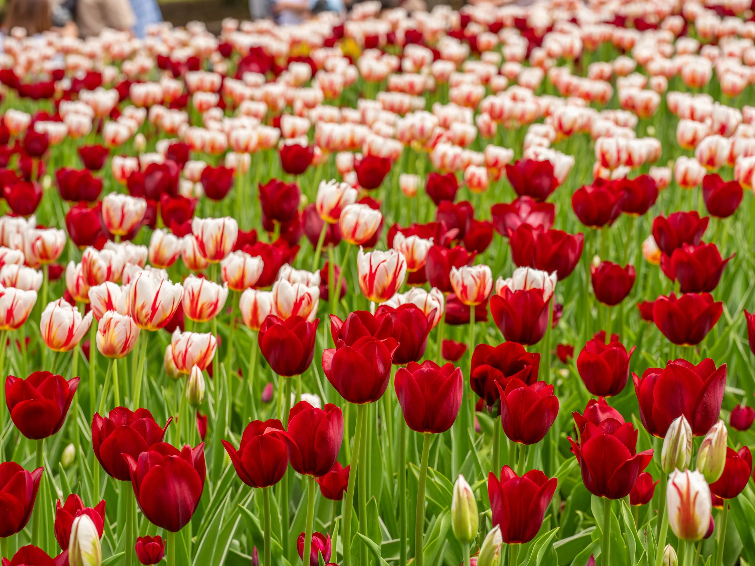 Ottawa Tulip Festival048.jpg