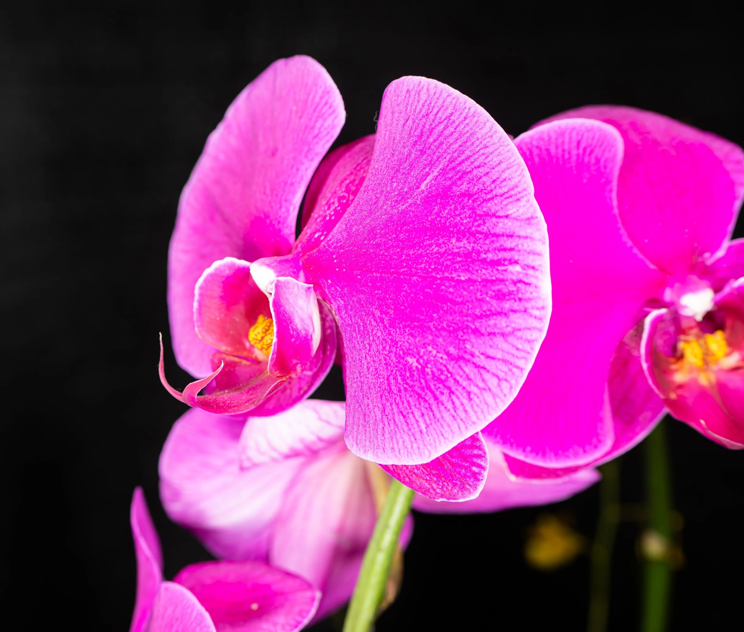 Orchids003.jpg