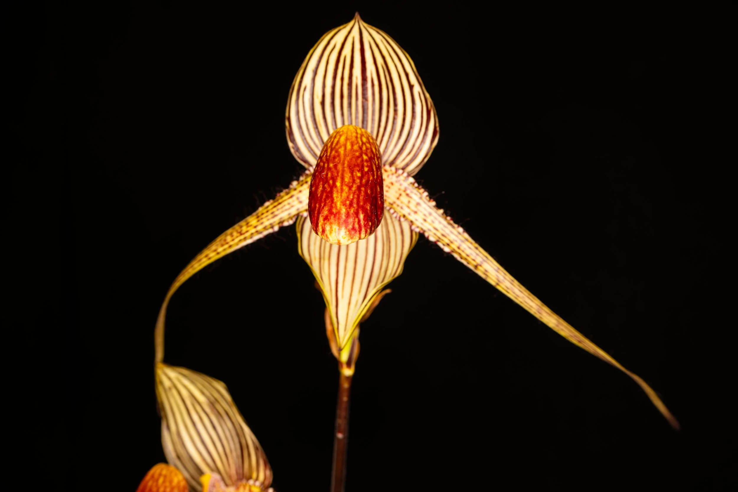 Orchids024.jpg