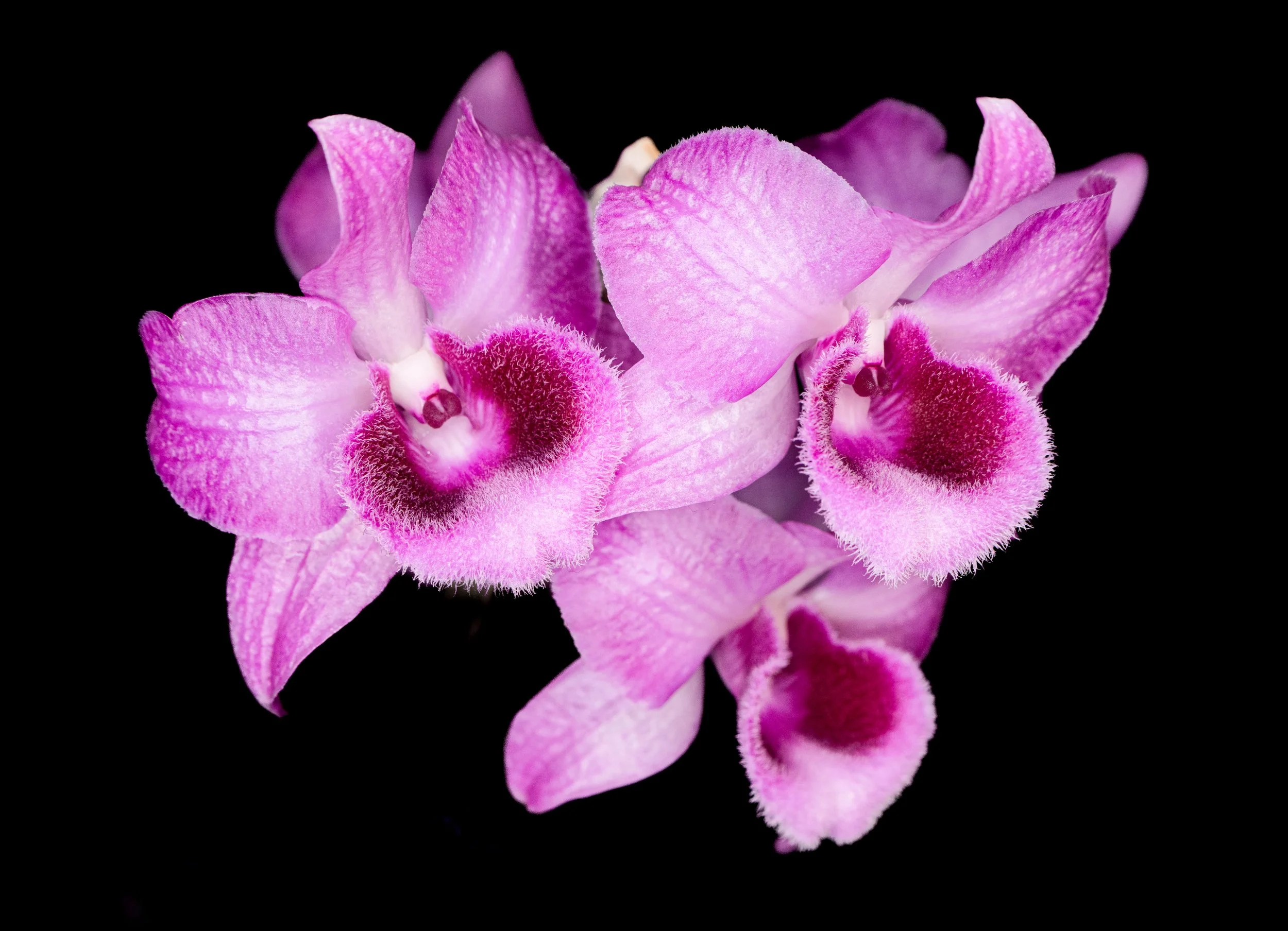 Orchids013.jpg