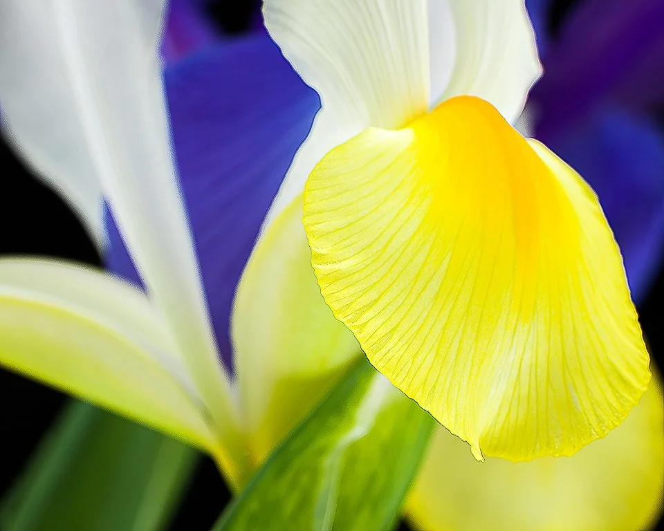 07Apr13 Flowers-128-Edit.jpg