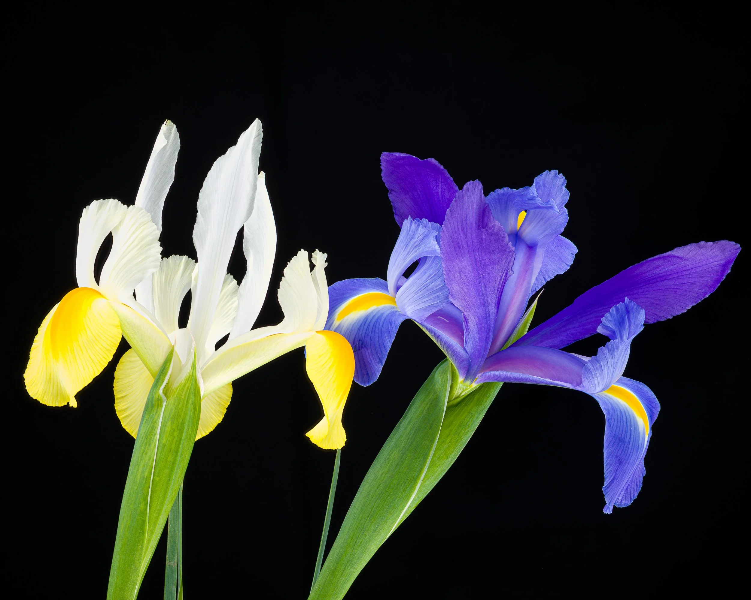 Iris stacked 77_88.jpg