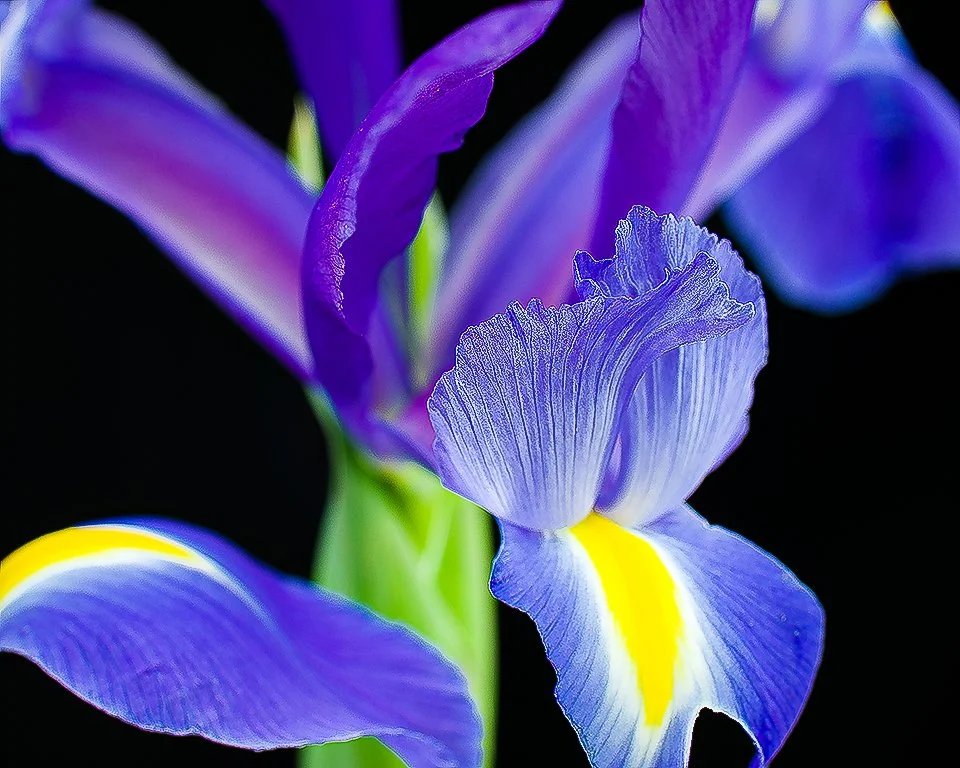 07Apr13 Flowers-45-Edit-2.jpg