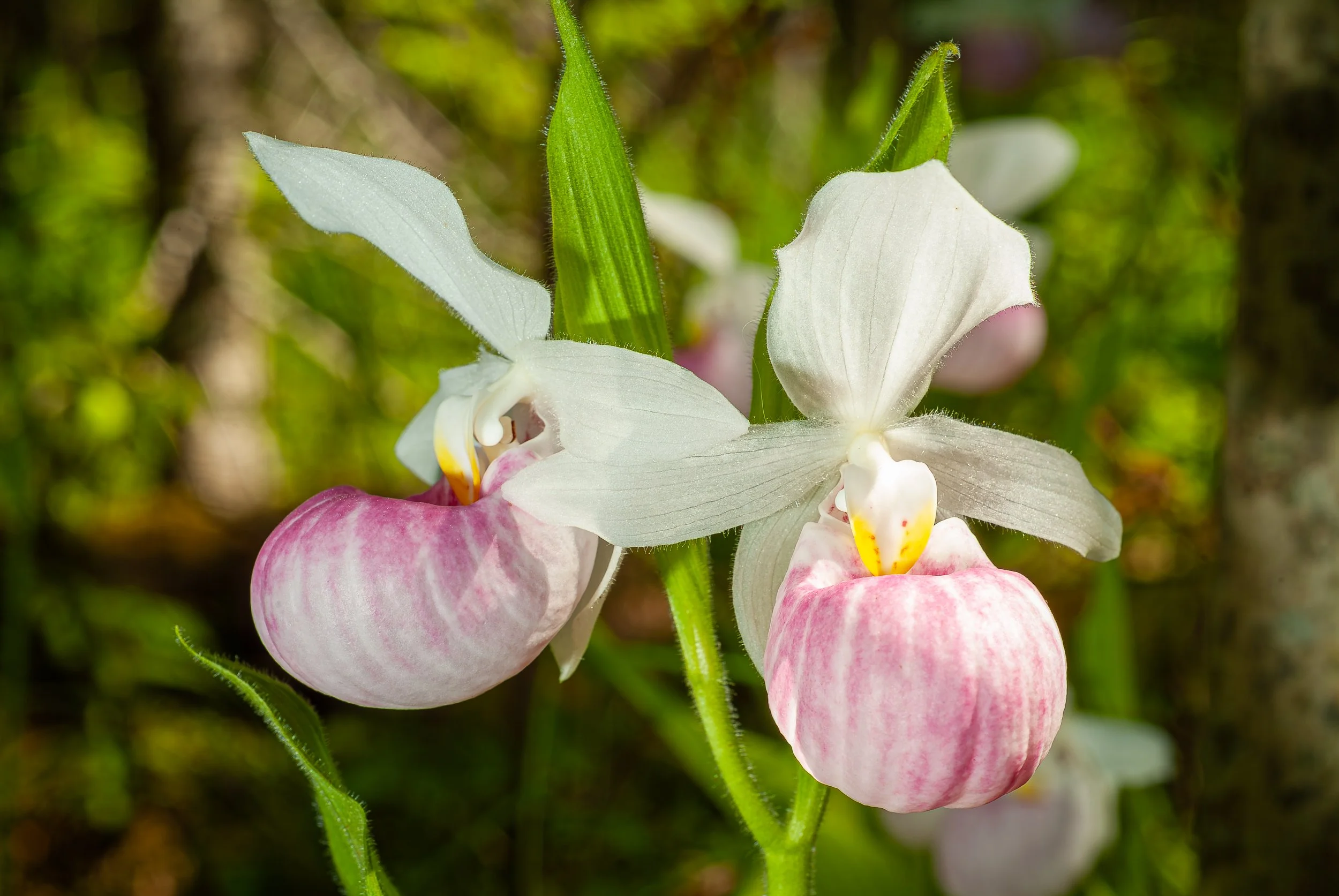orchids022.jpg