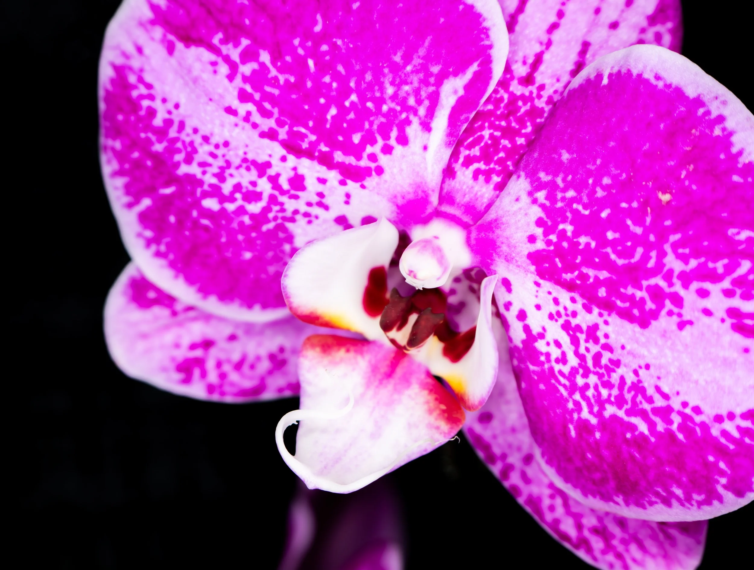 My favourite flower pictures including many varities of Orchids.