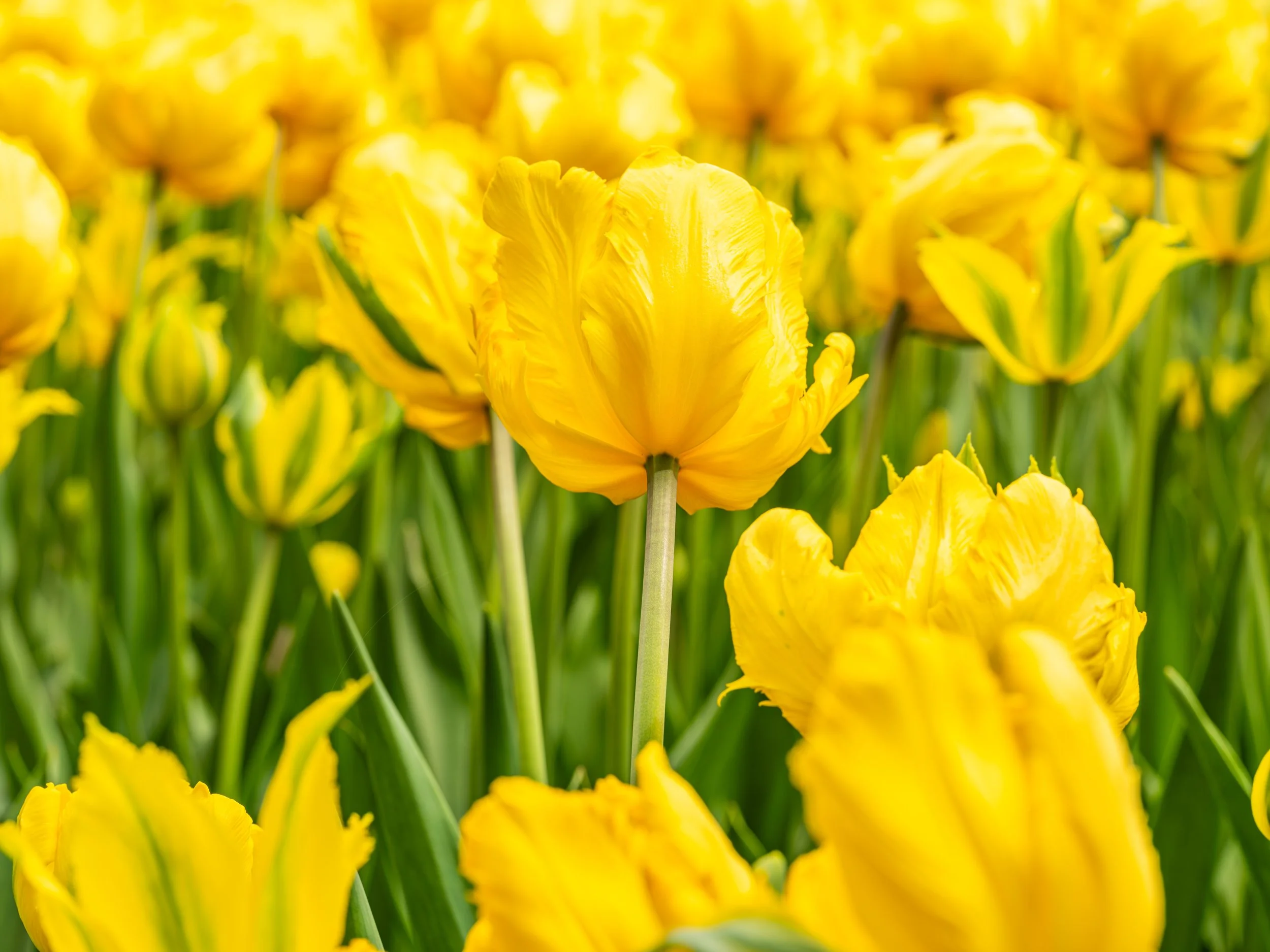 Ottawa Tulip Festival036.jpg