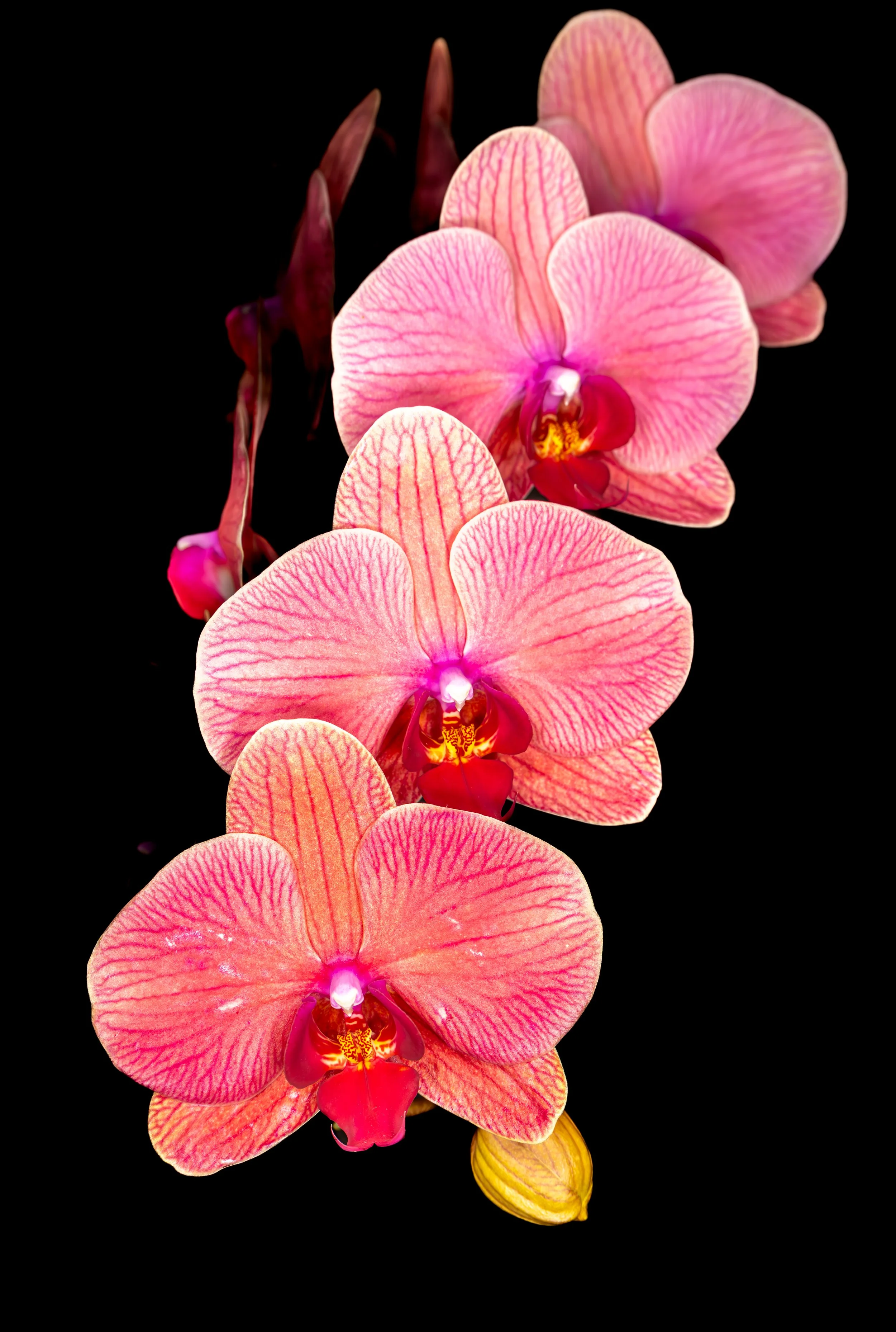 Orchids016.jpg