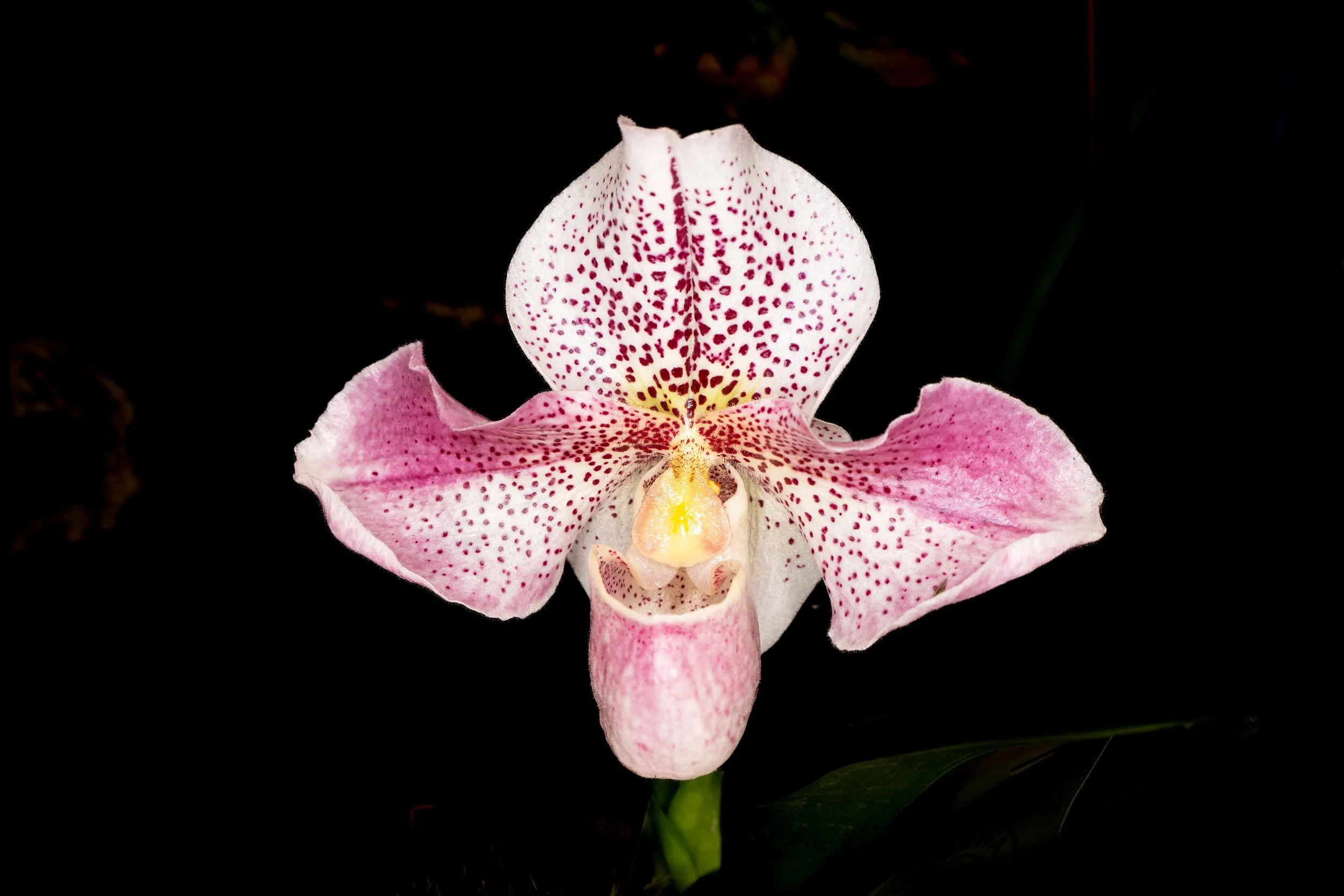 Orchids026.jpg