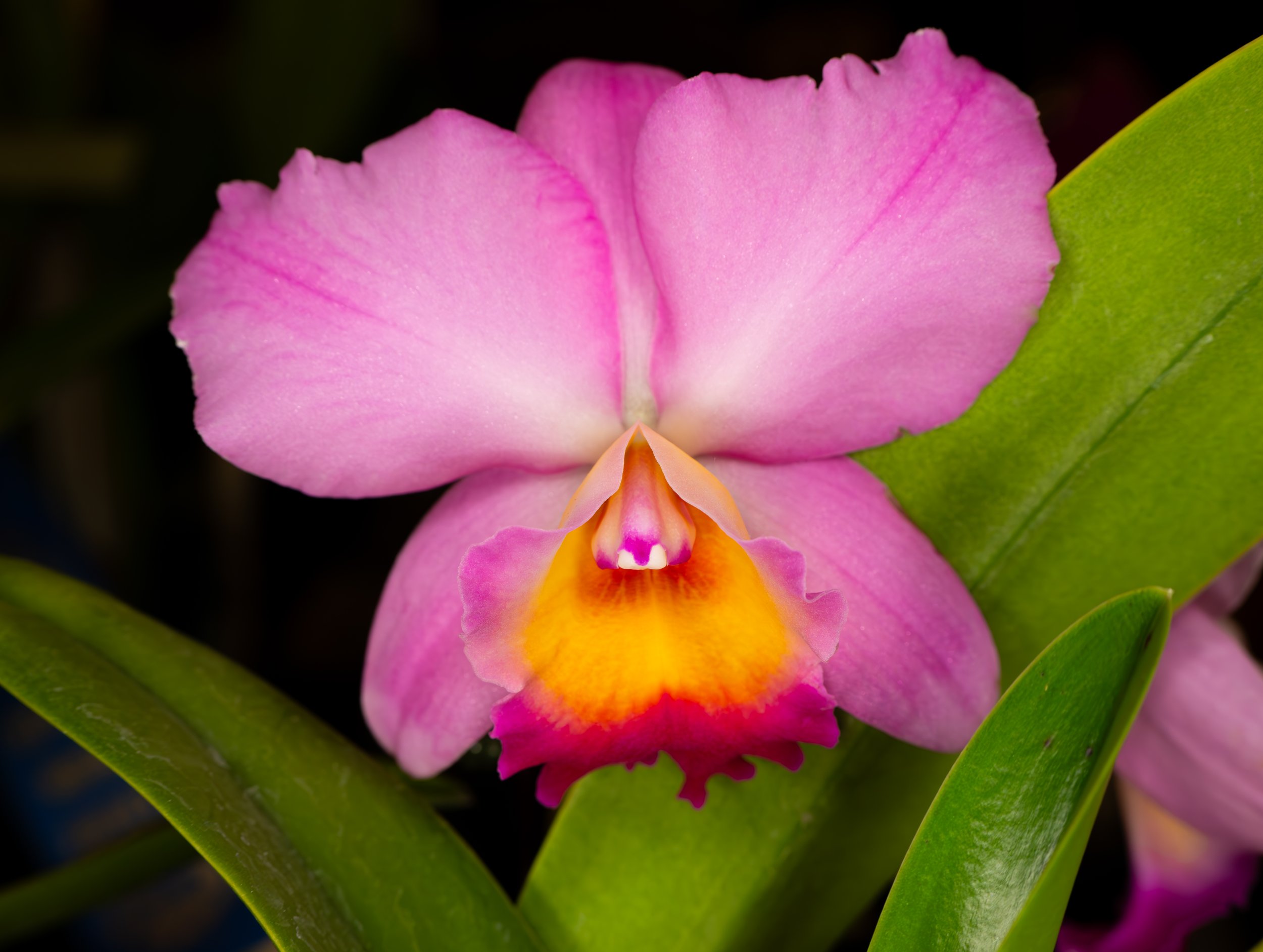 Orchids033.jpg