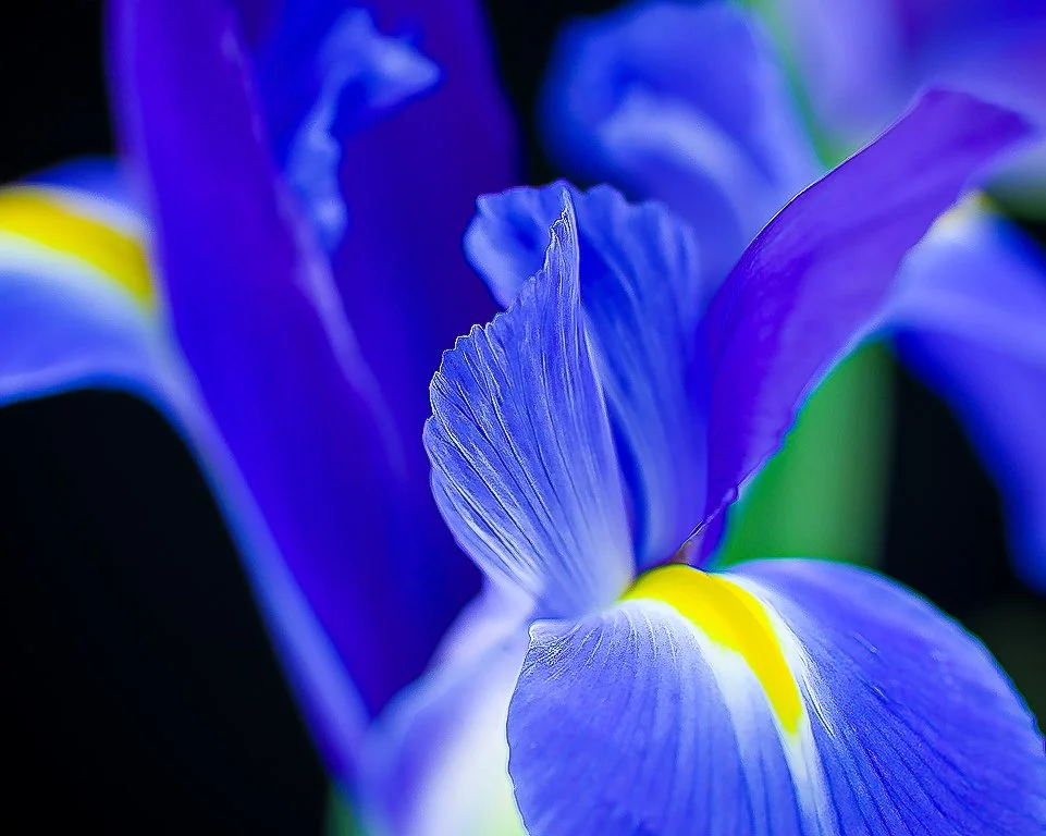 07Apr13 Flowers-24-Edit-2.jpg
