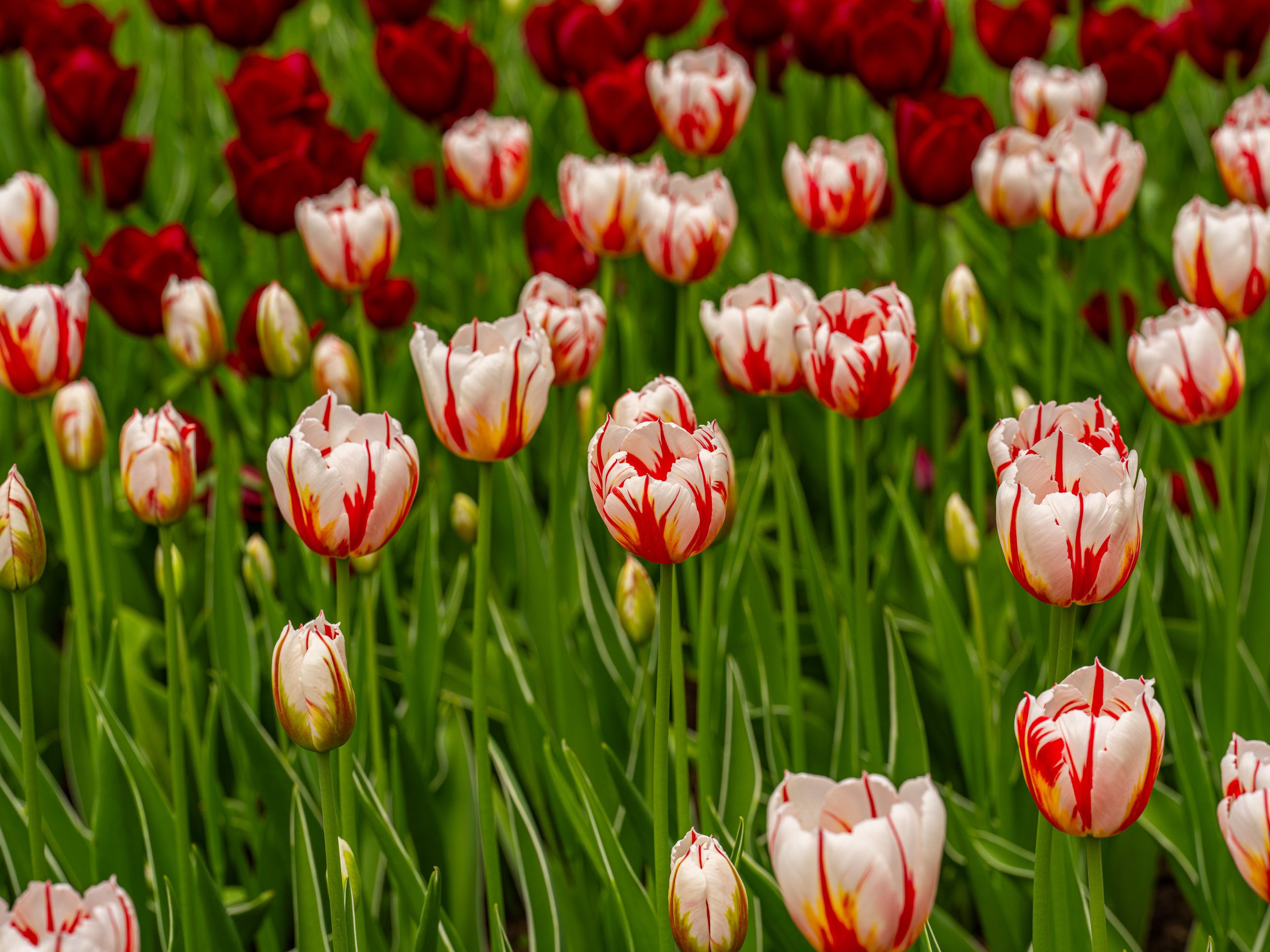 Ottawa Tulip Festival046.jpg