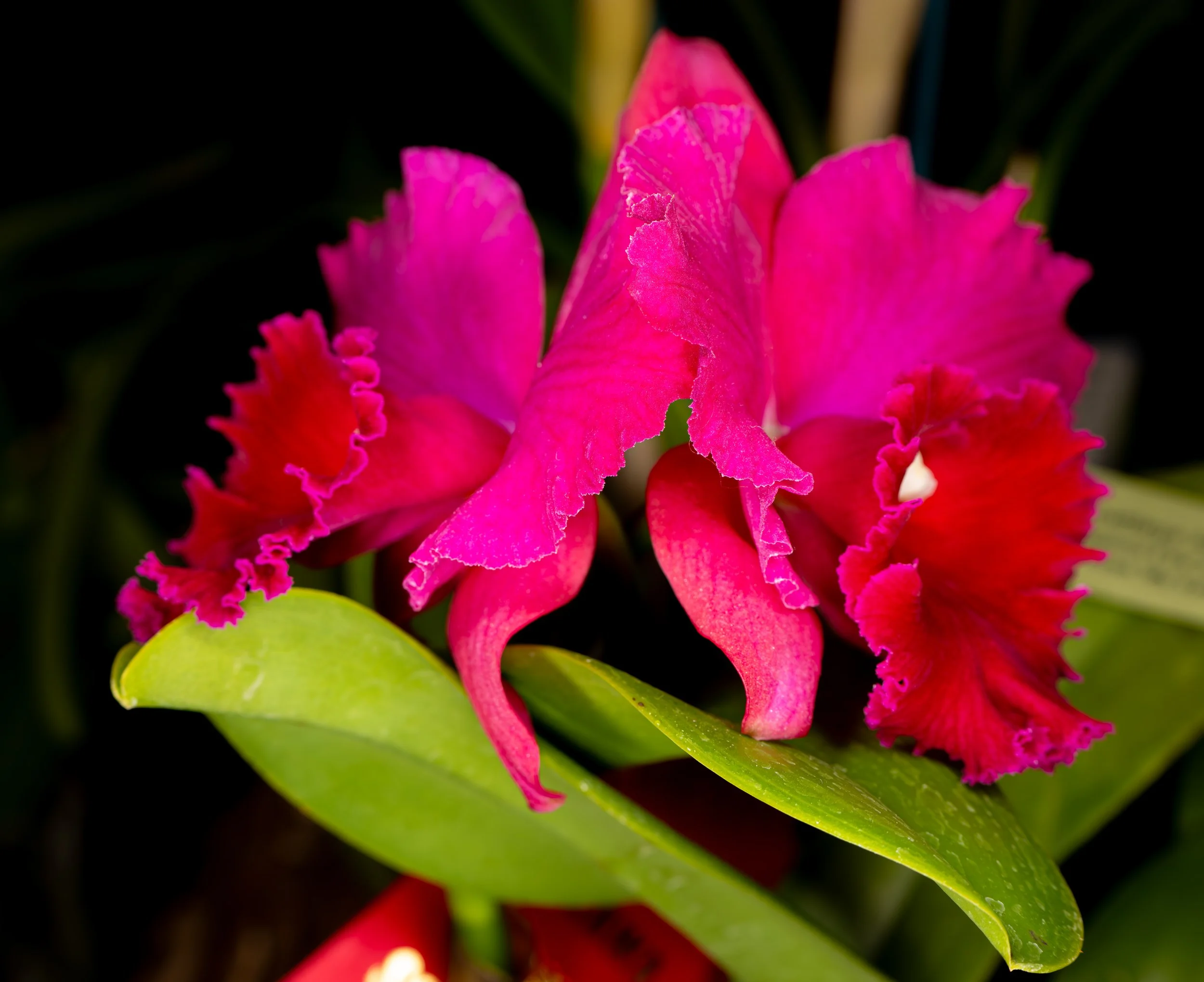 Orchids035.jpg
