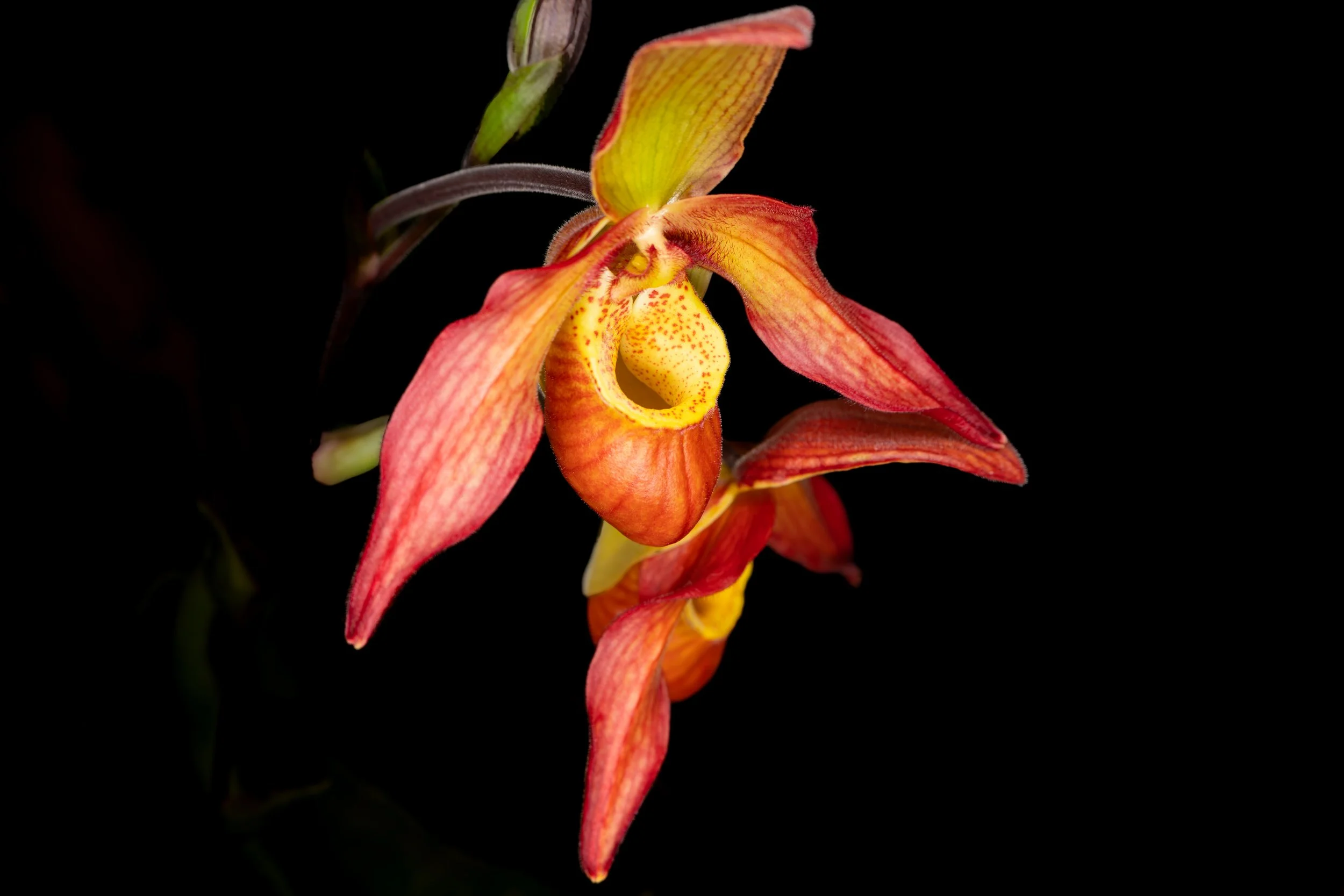 Orchids045.jpg