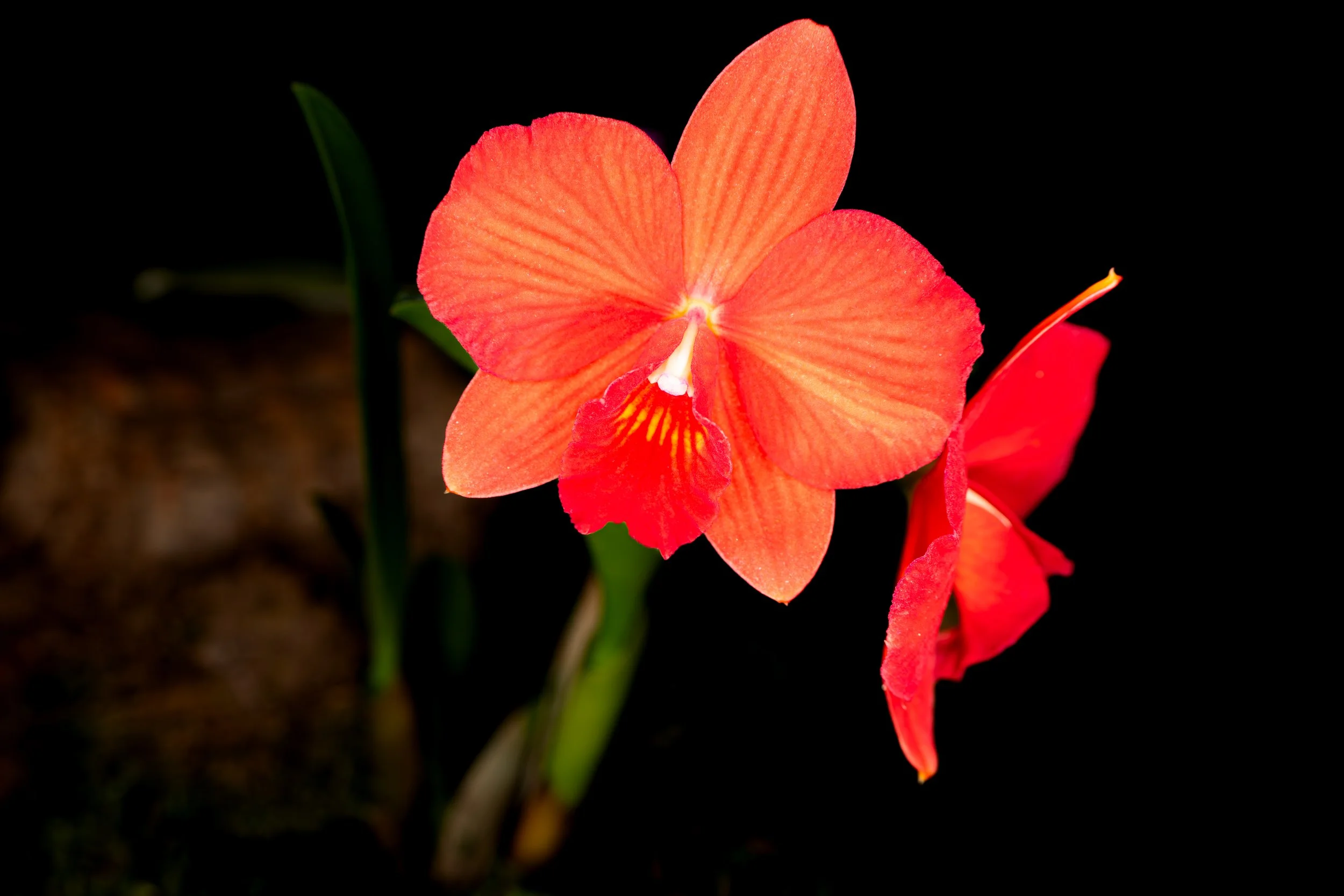 Orchids030.jpg