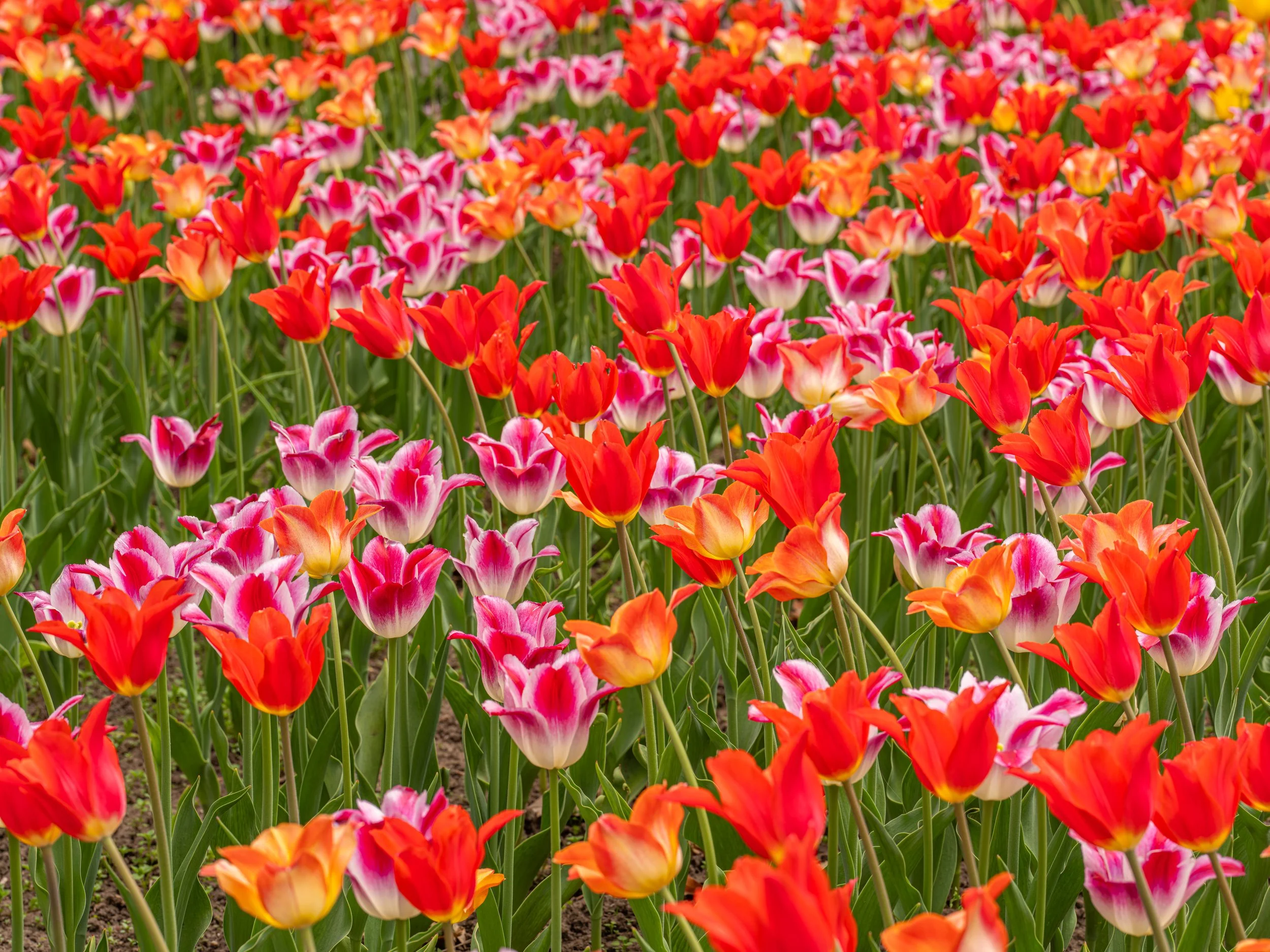 Ottawa Tulip Festival043.jpg
