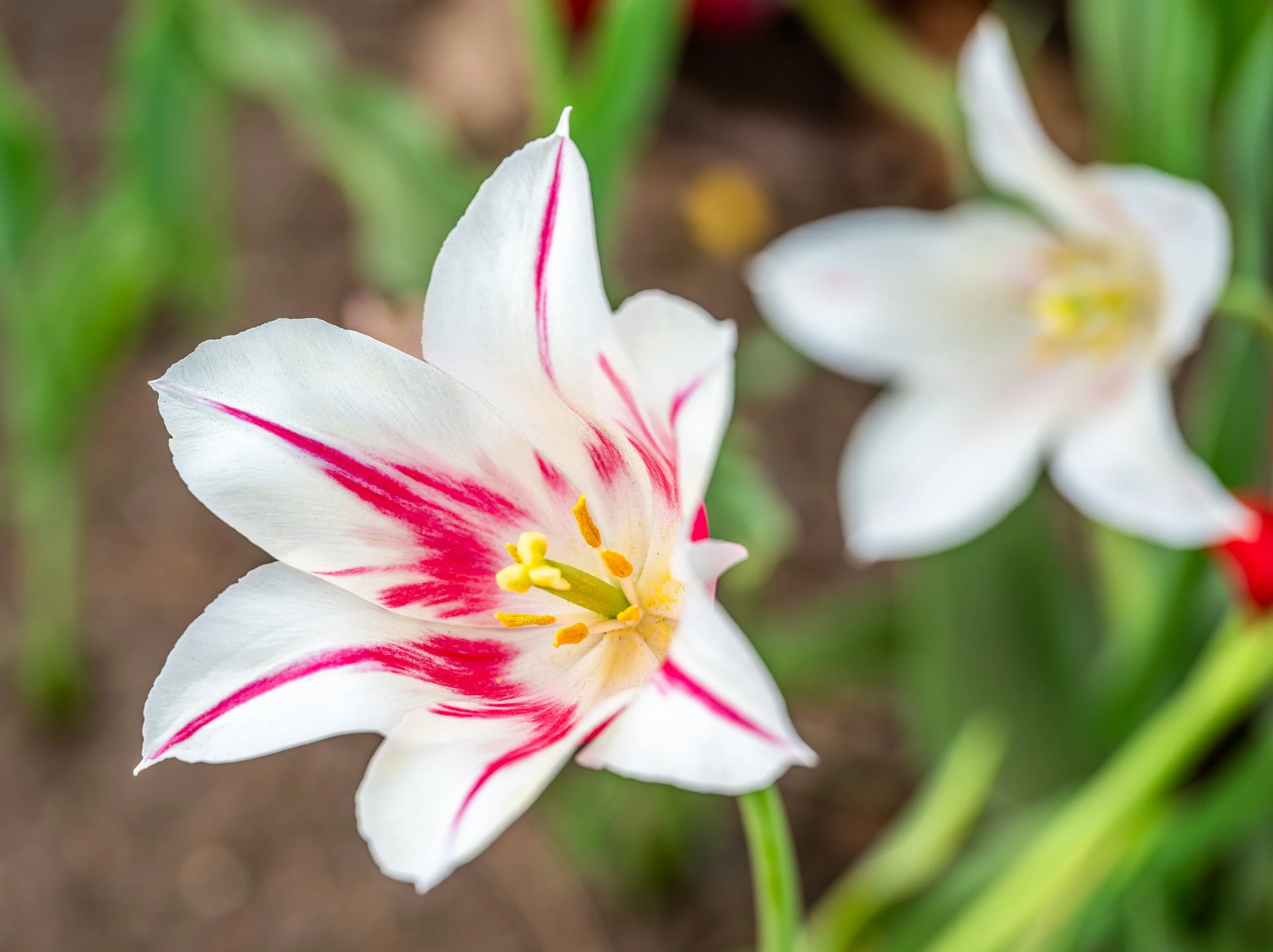 Ottawa Tulip Festival001.jpg
