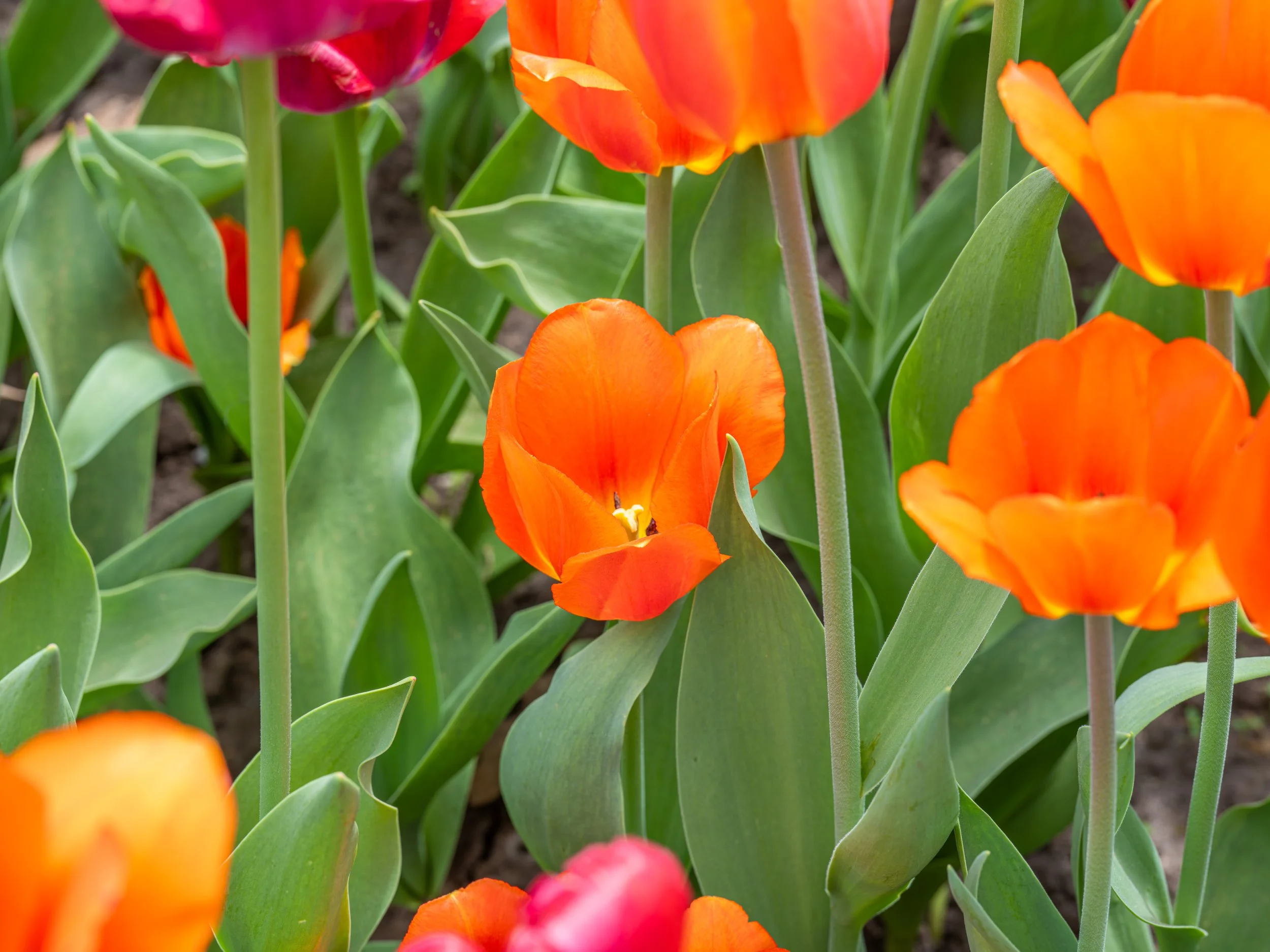 Ottawa Tulip Festival008.jpg