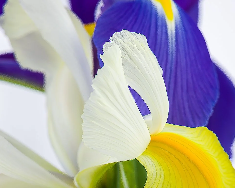 07Apr13 Flowers-254-Edit-2.jpg