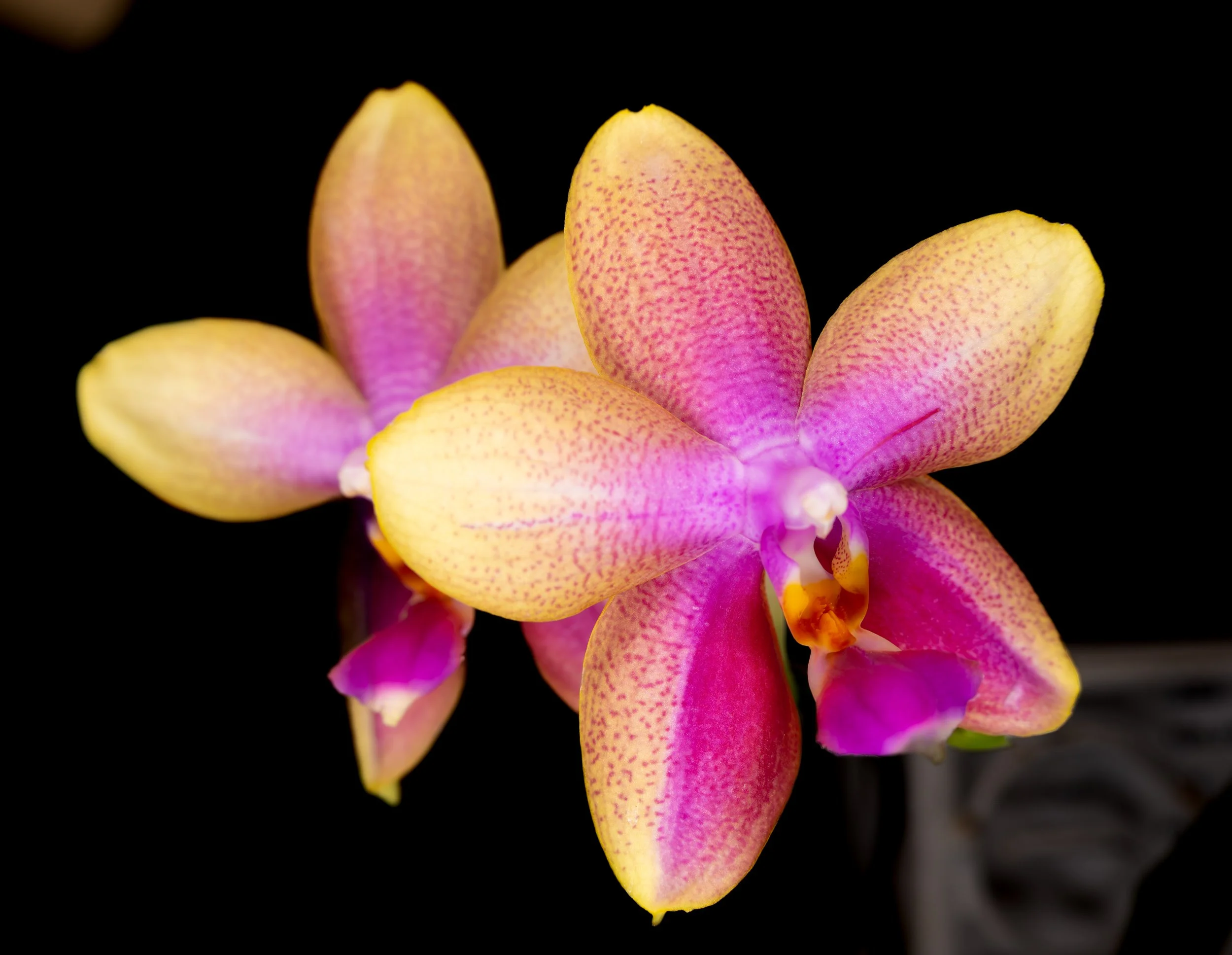 Orchids059.jpg