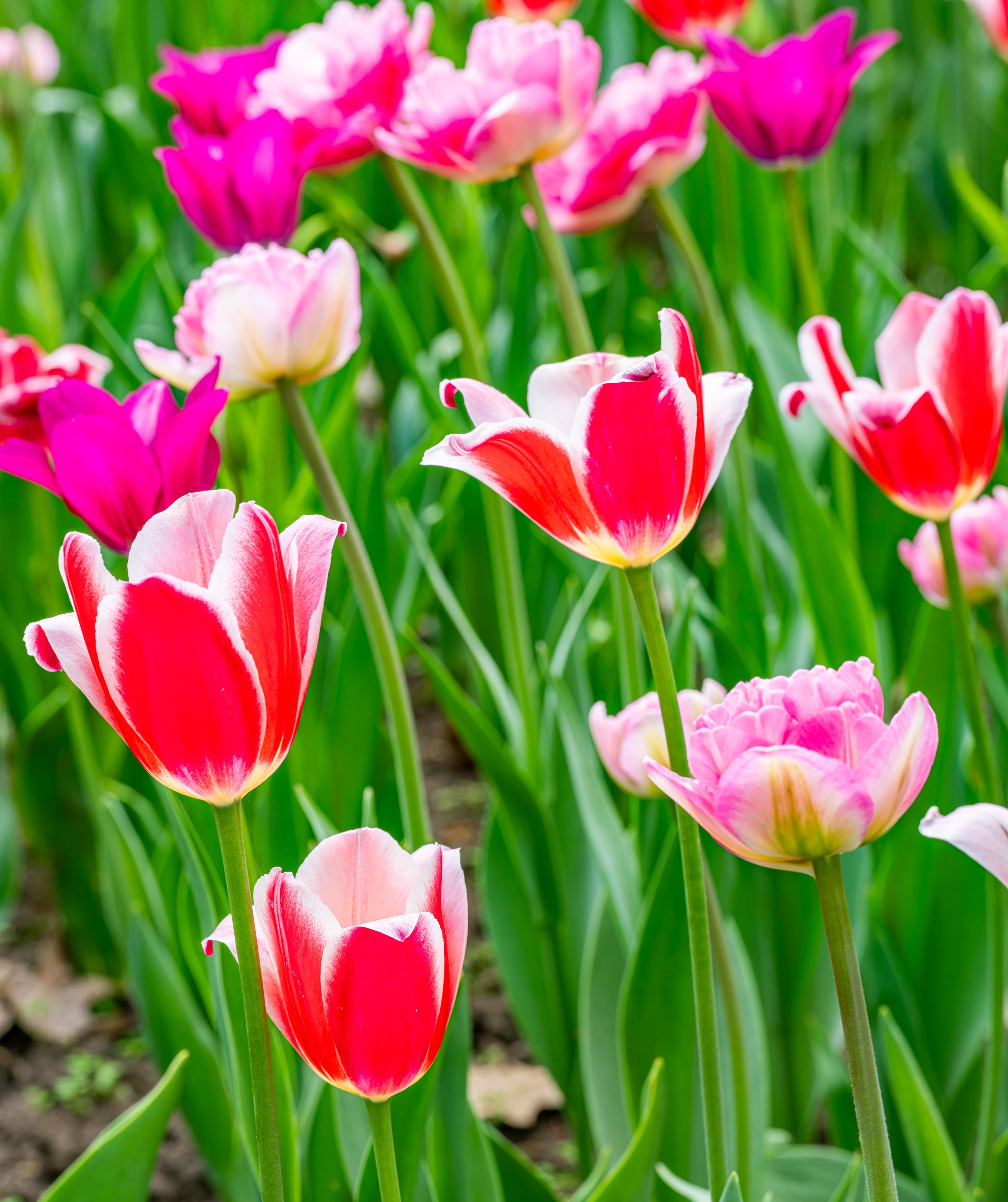 Ottawa Tulip Festival024.jpg