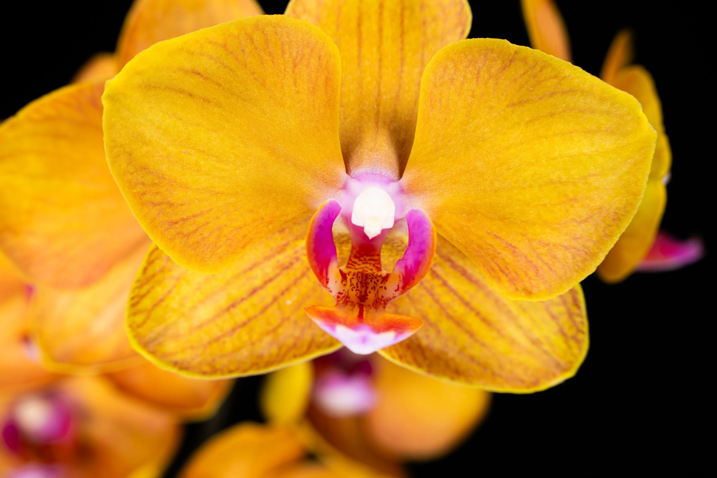 Orchids055.jpg