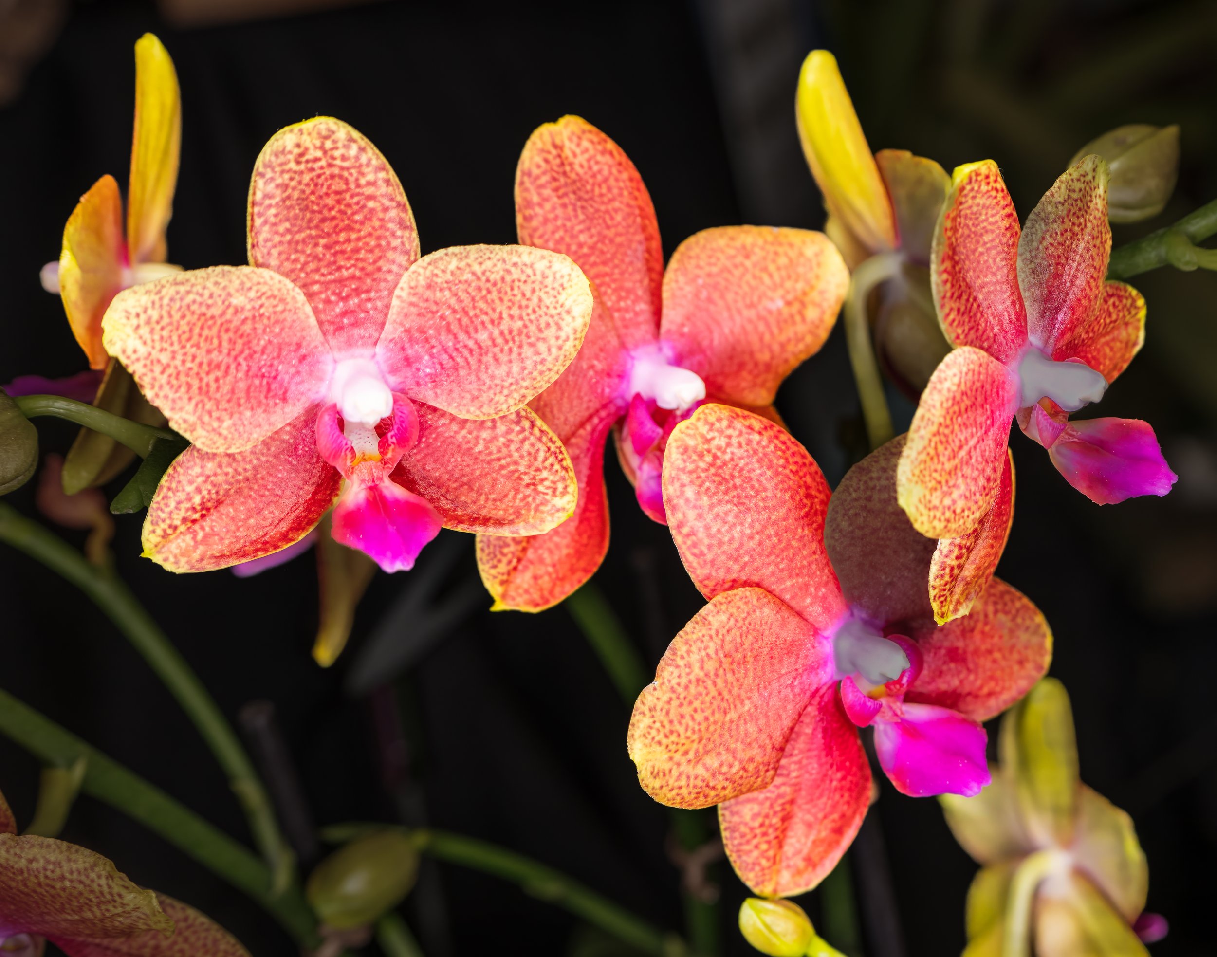 Orchids009.jpg