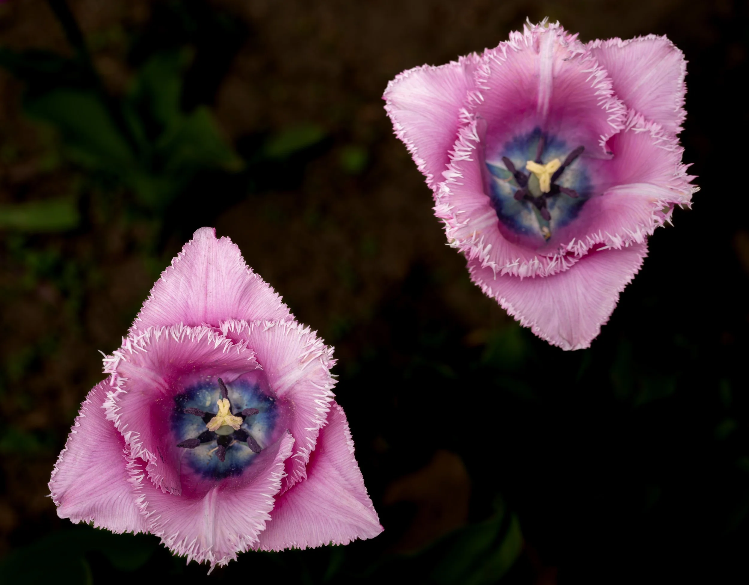 Ottawa Tulip Festival028.jpg