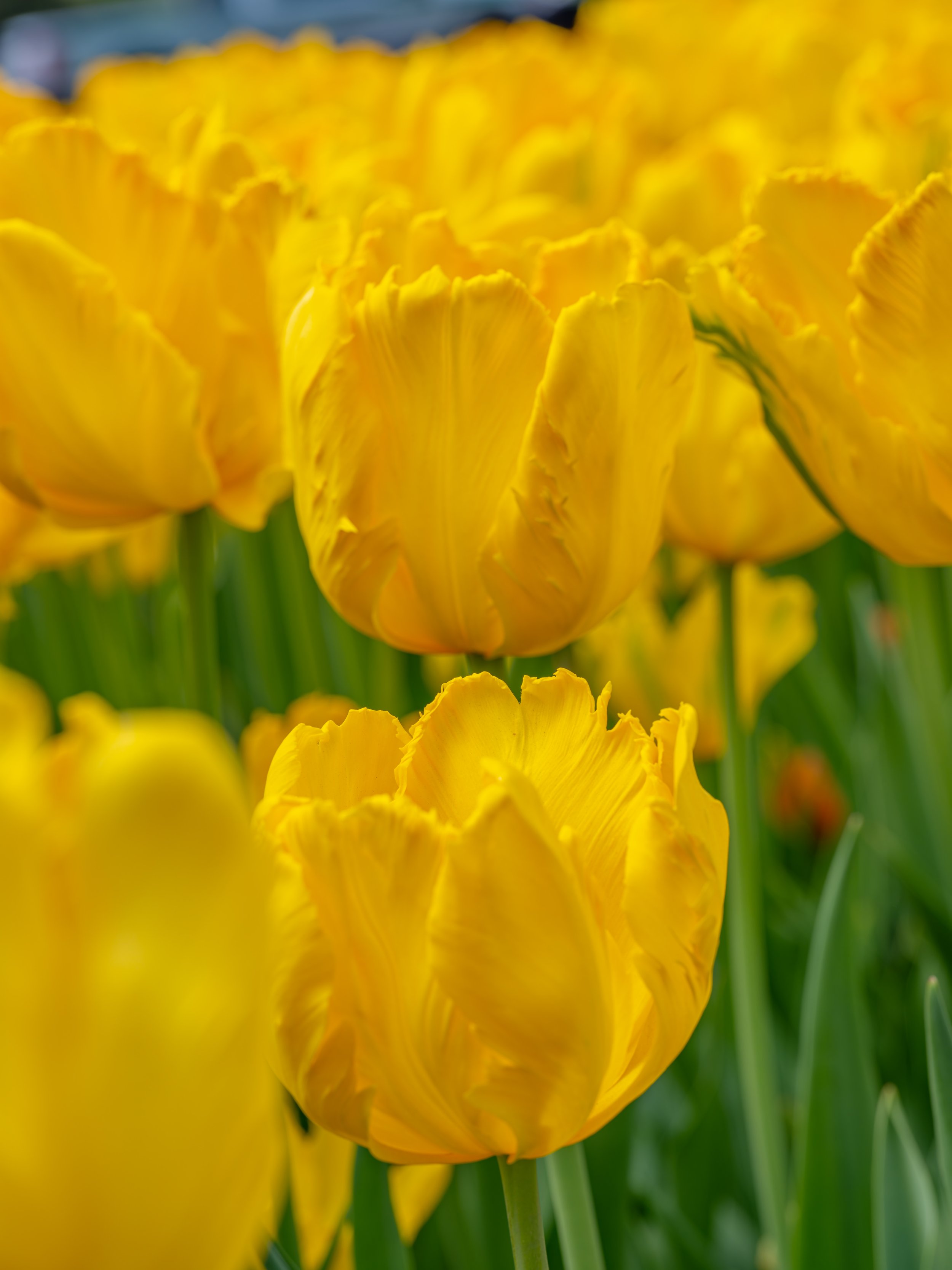 Ottawa Tulip Festival022.jpg