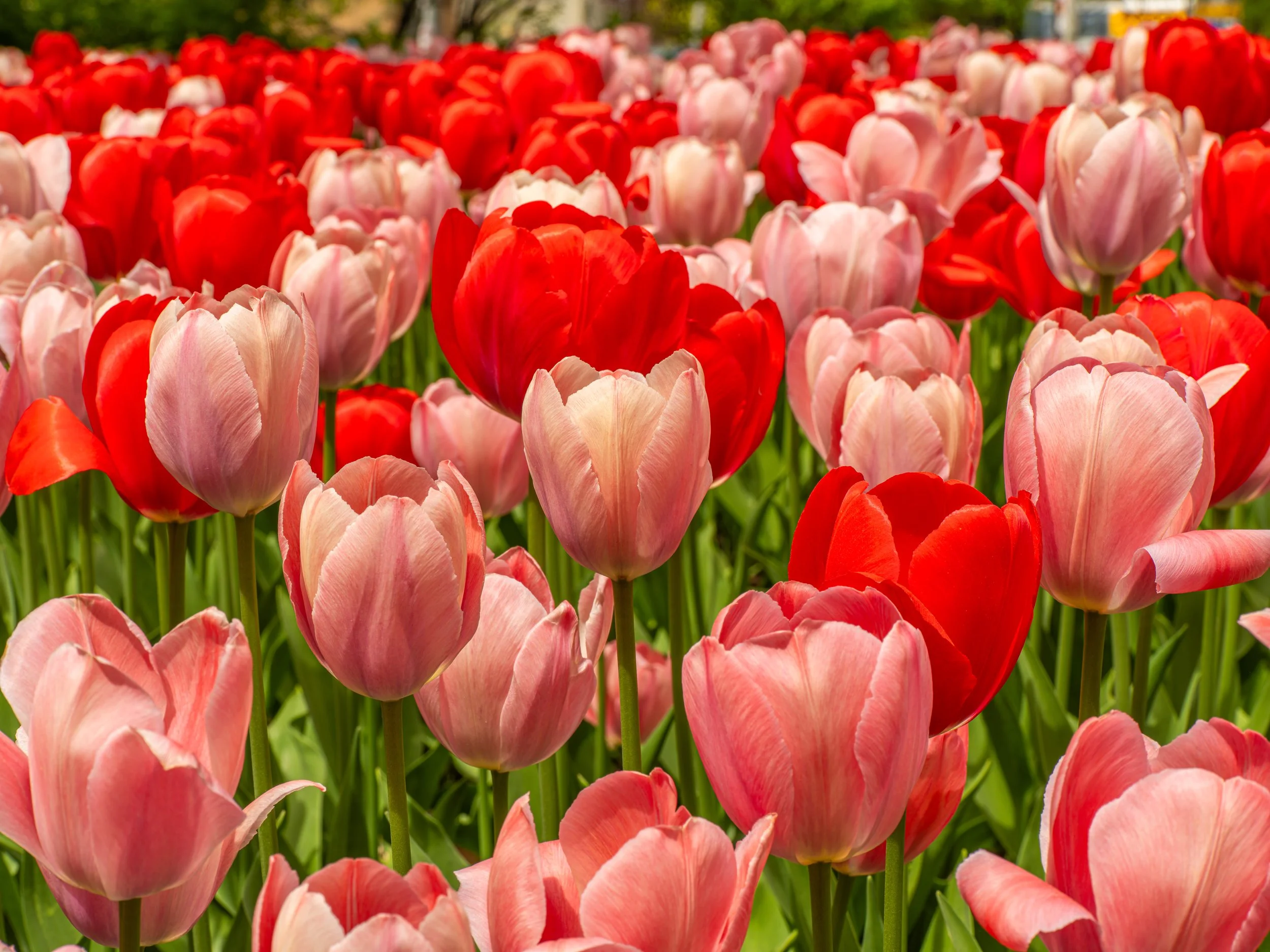Ottawa Tulip Festival053.jpg