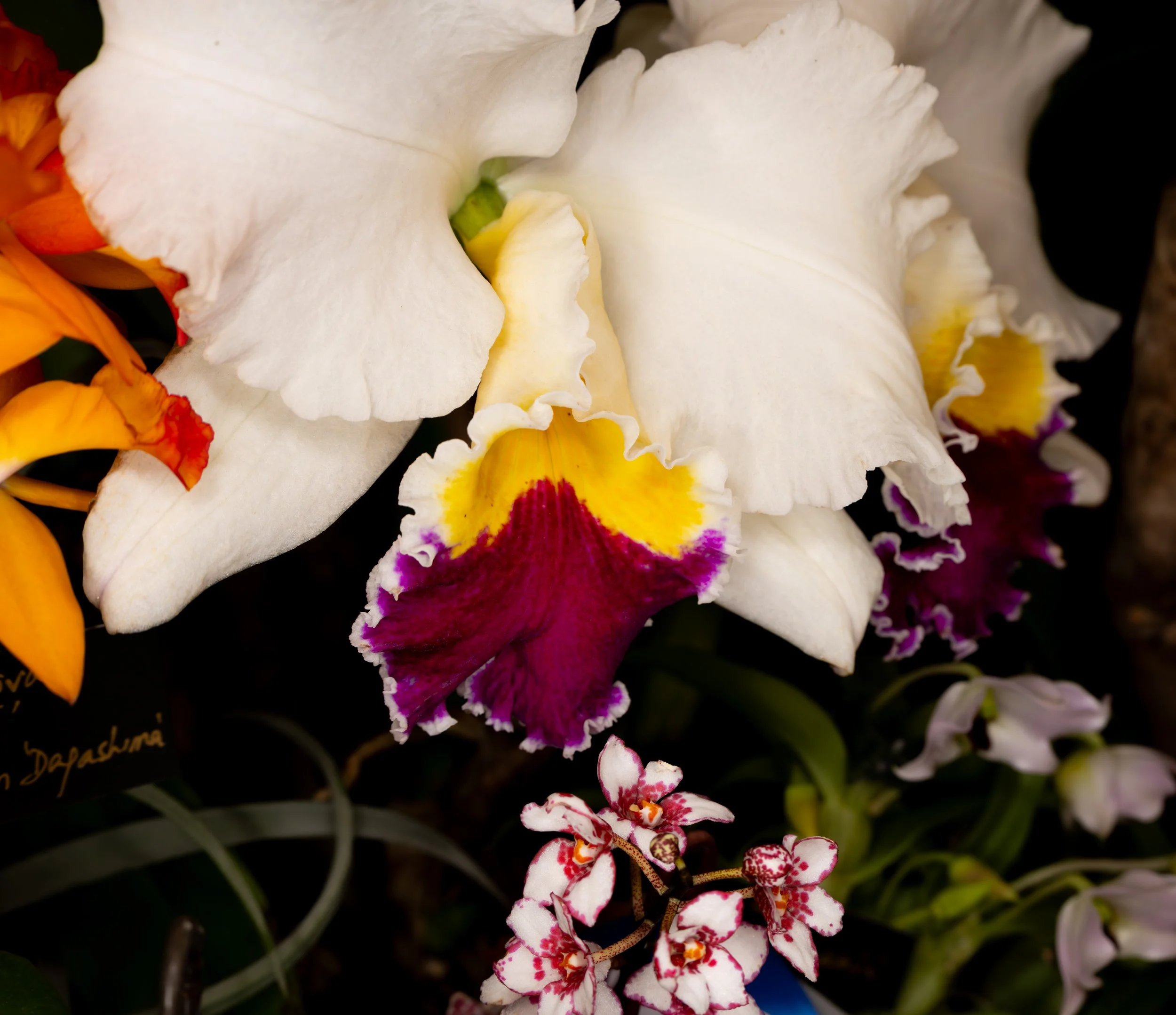 Orchids041.jpg