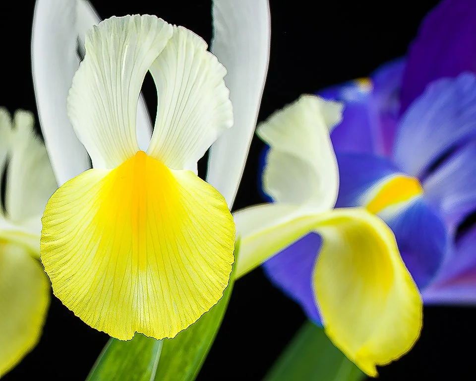 07Apr13 Flowers-90-Edit.jpg