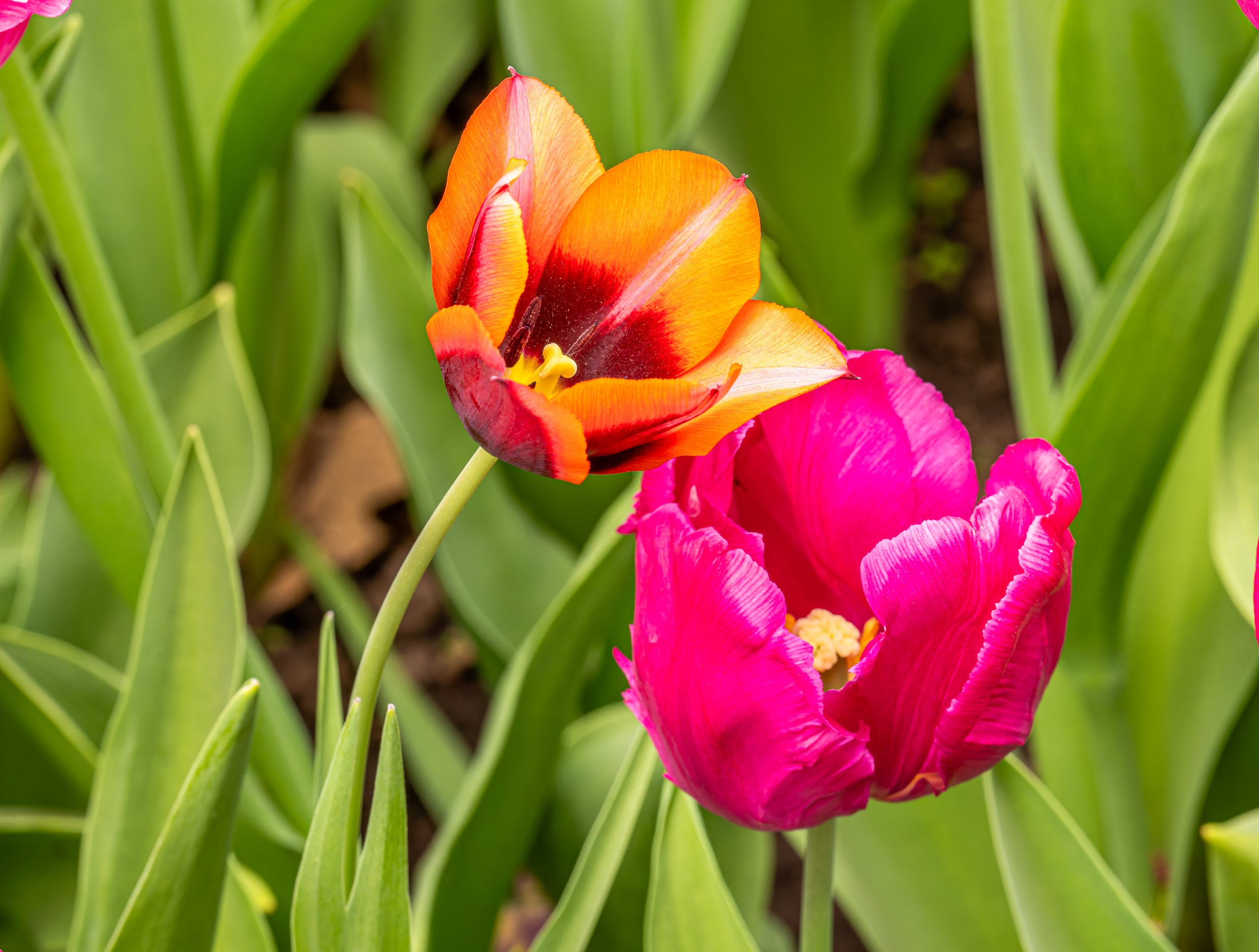 Ottawa Tulip Festival030.jpg