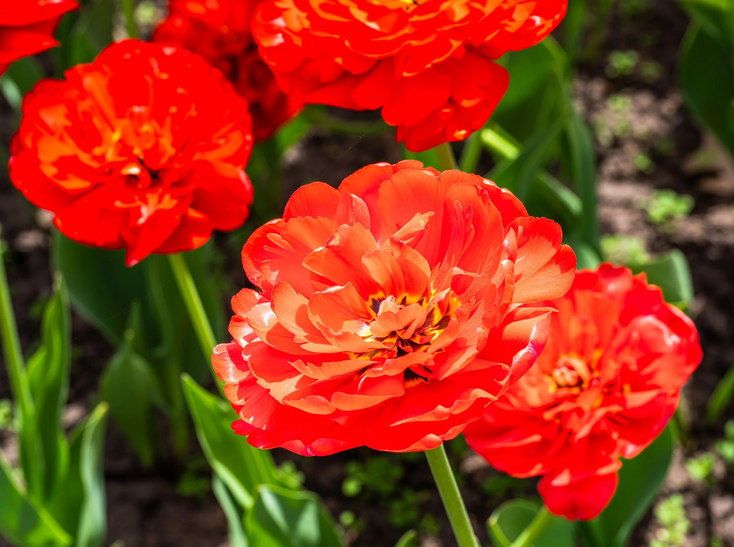 Ottawa Tulip Festival012.jpg