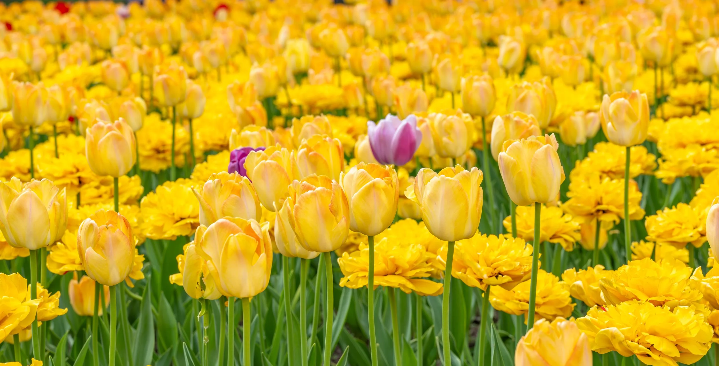 Ottawa Tulip Festival020.jpg