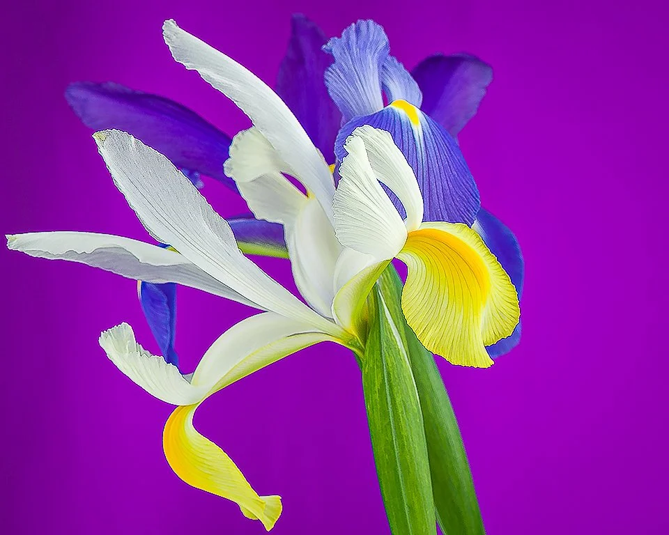 07Apr13 Flowers-238-Edit-2-Edit.jpg