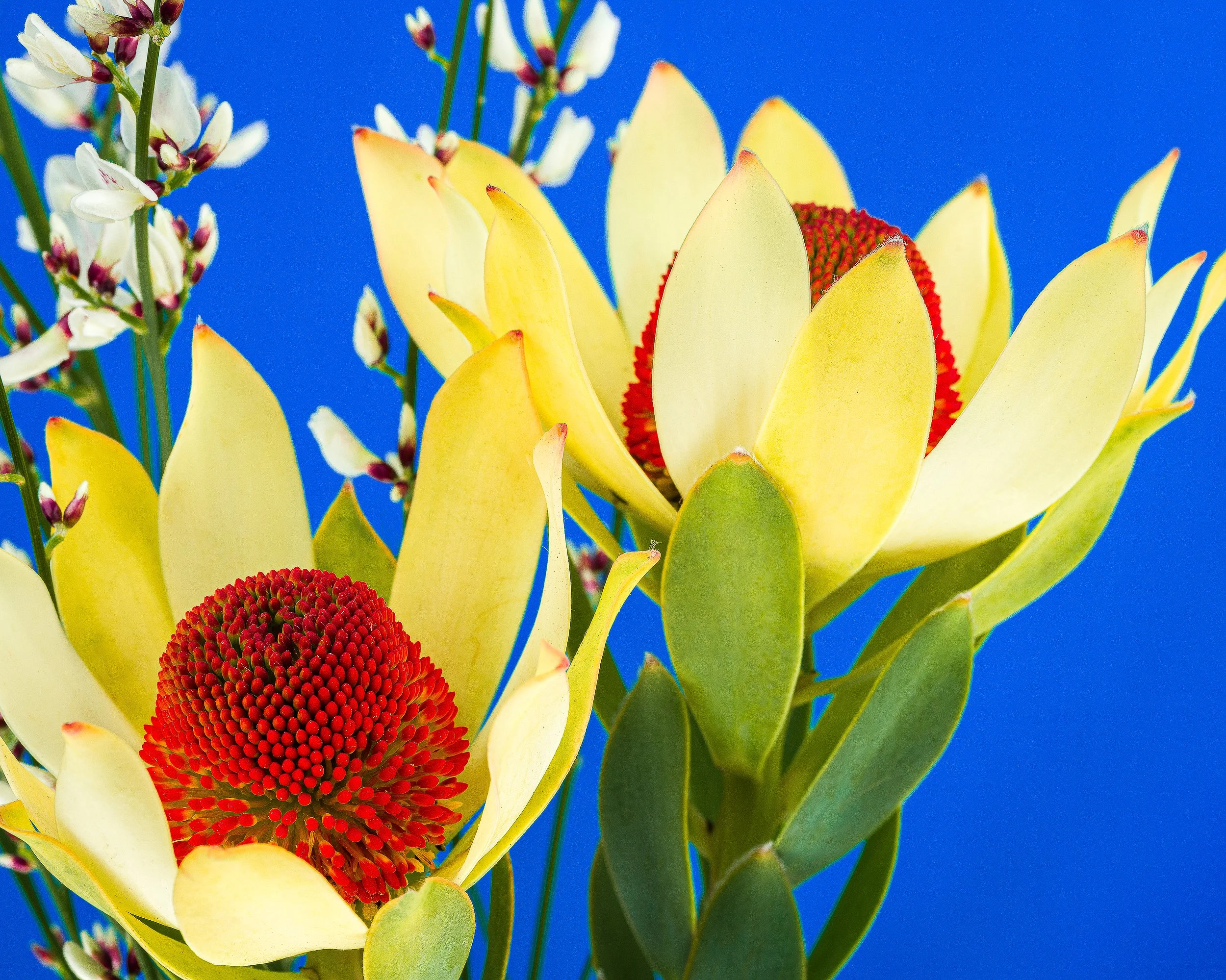 07Apr13 Flowers-208-Edit.jpg
