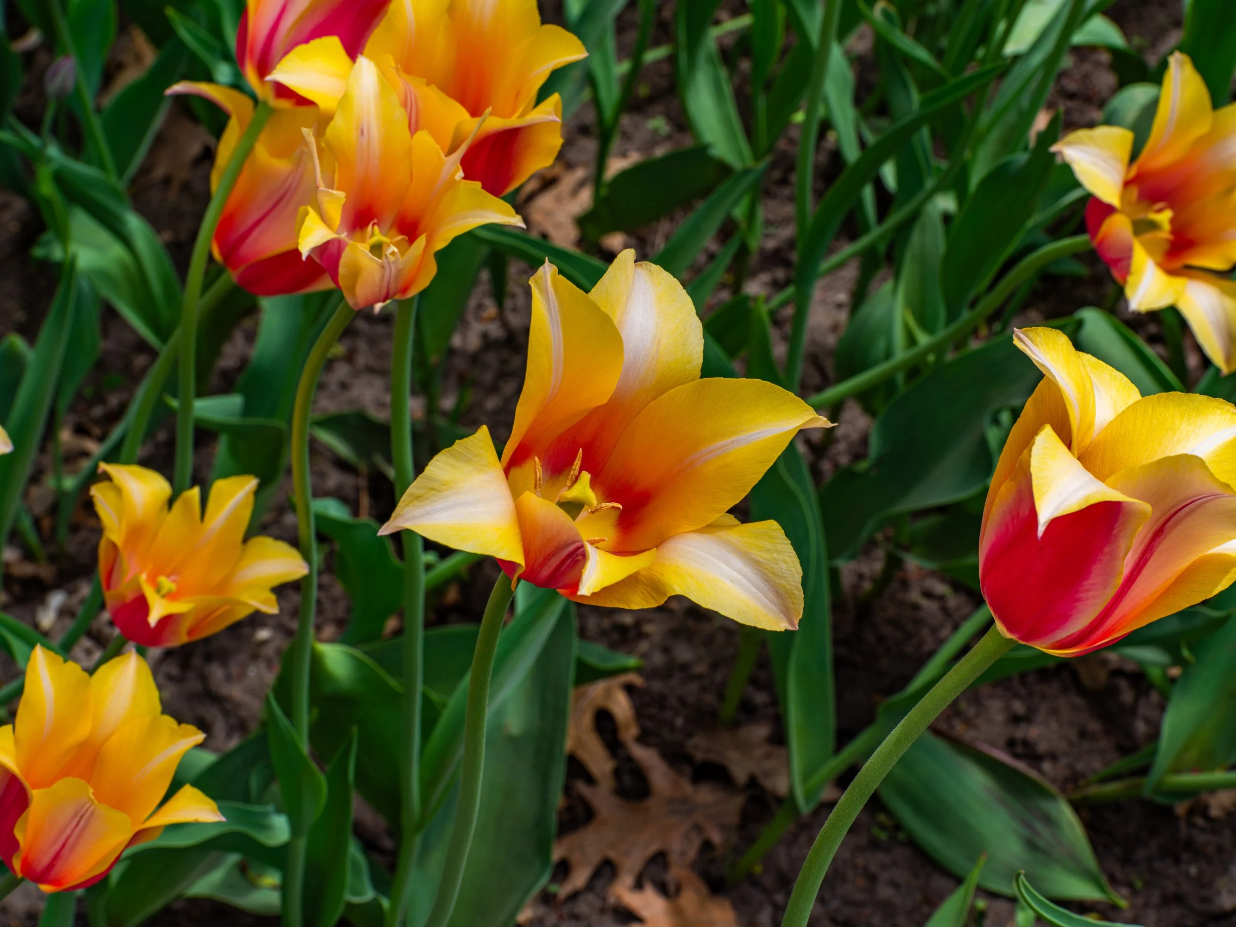 Ottawa Tulip Festival052.jpg