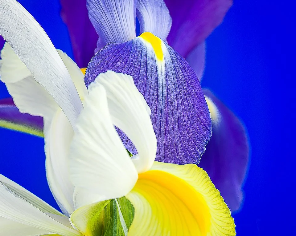 07Apr13 Flowers-250-Edit-2.jpg