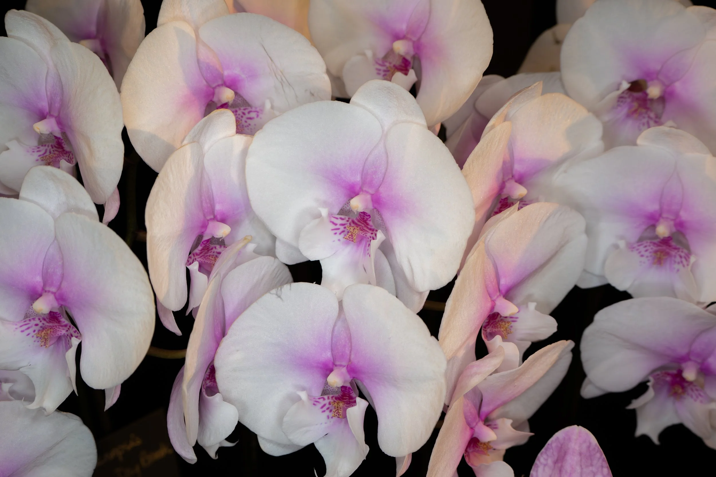 Orchids047.jpg