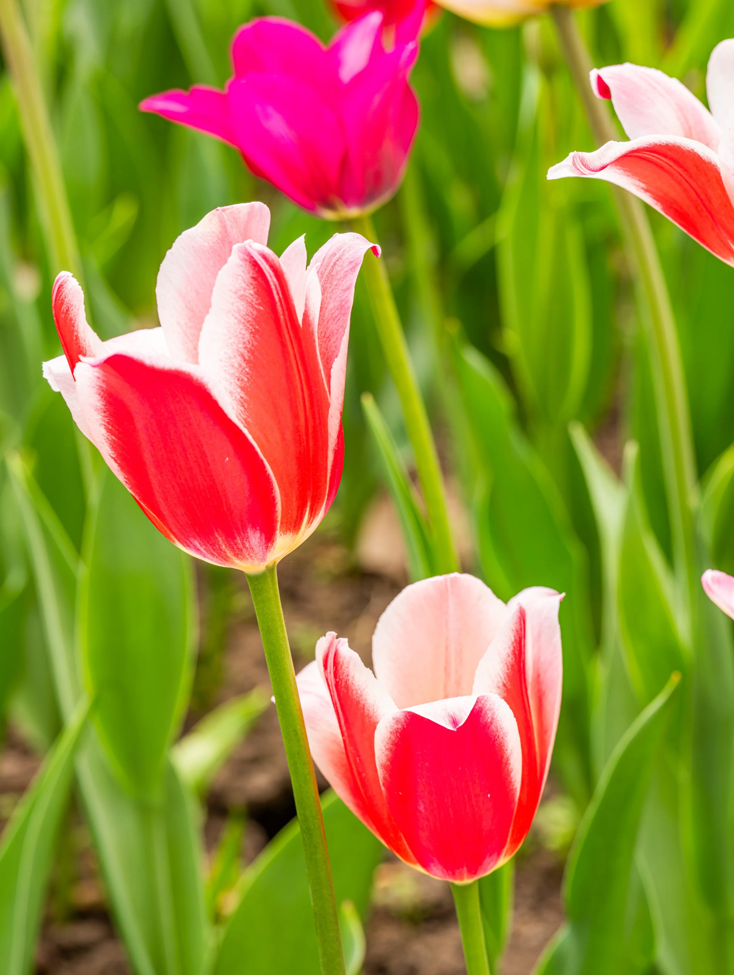 Ottawa Tulip Festival025.jpg