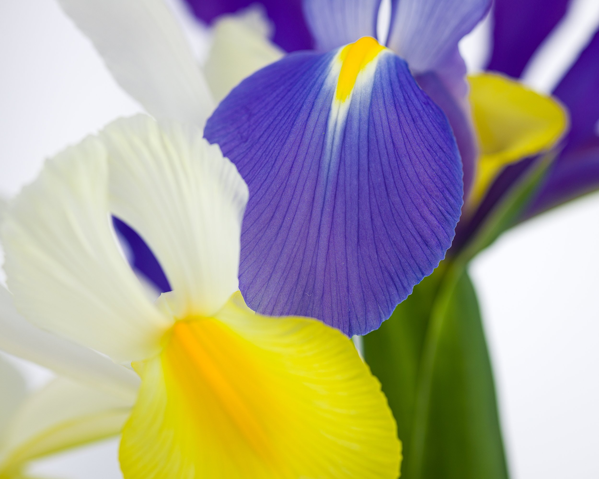 07Apr13 Flowers-259.jpg